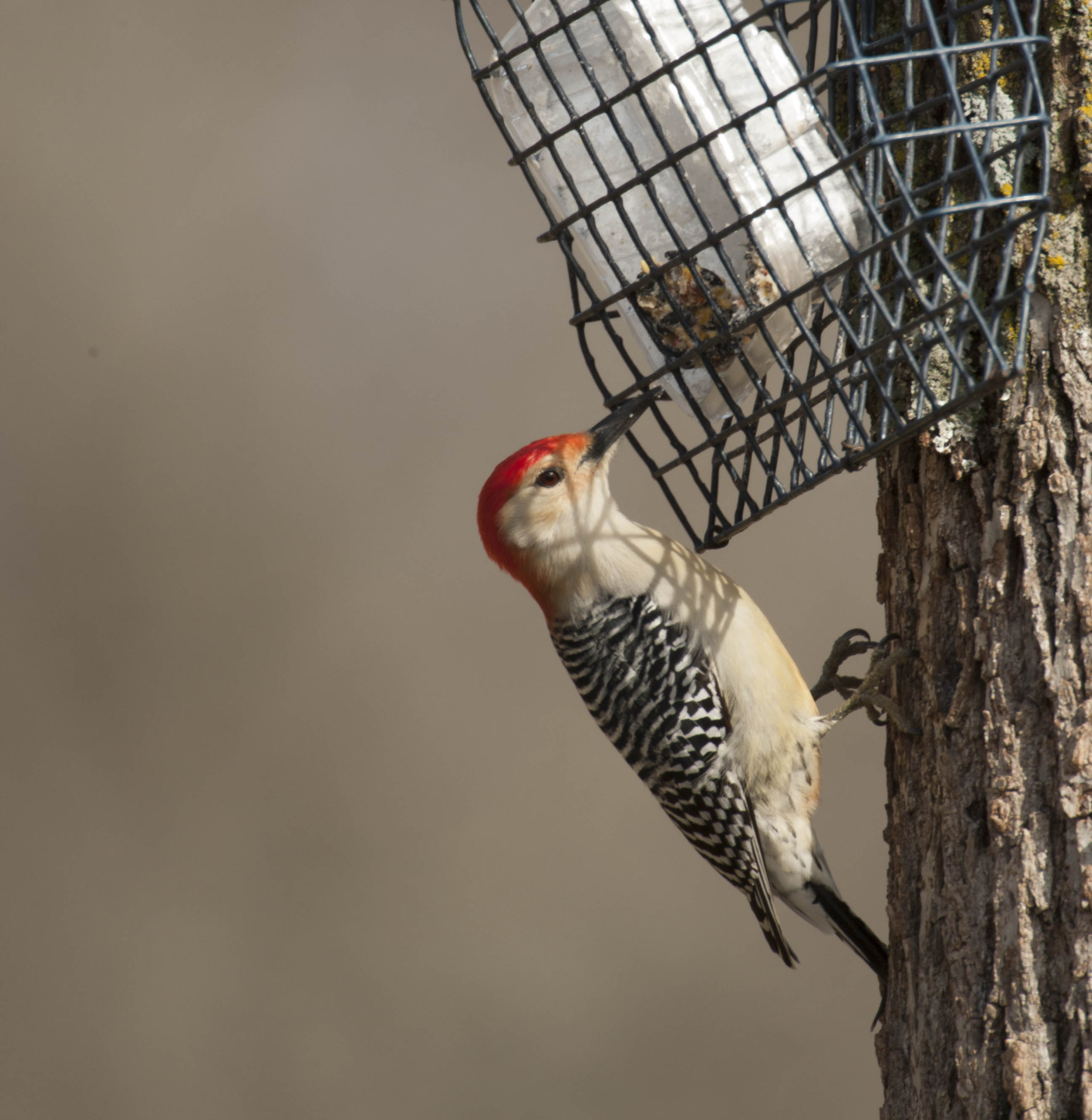 FAQs About Backyard Birds | MDC Discover Nature