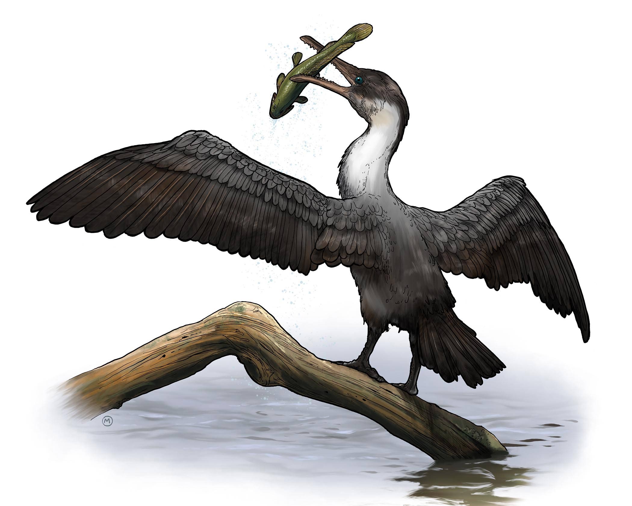 New prehistoric bird species discovered : NewsCenter