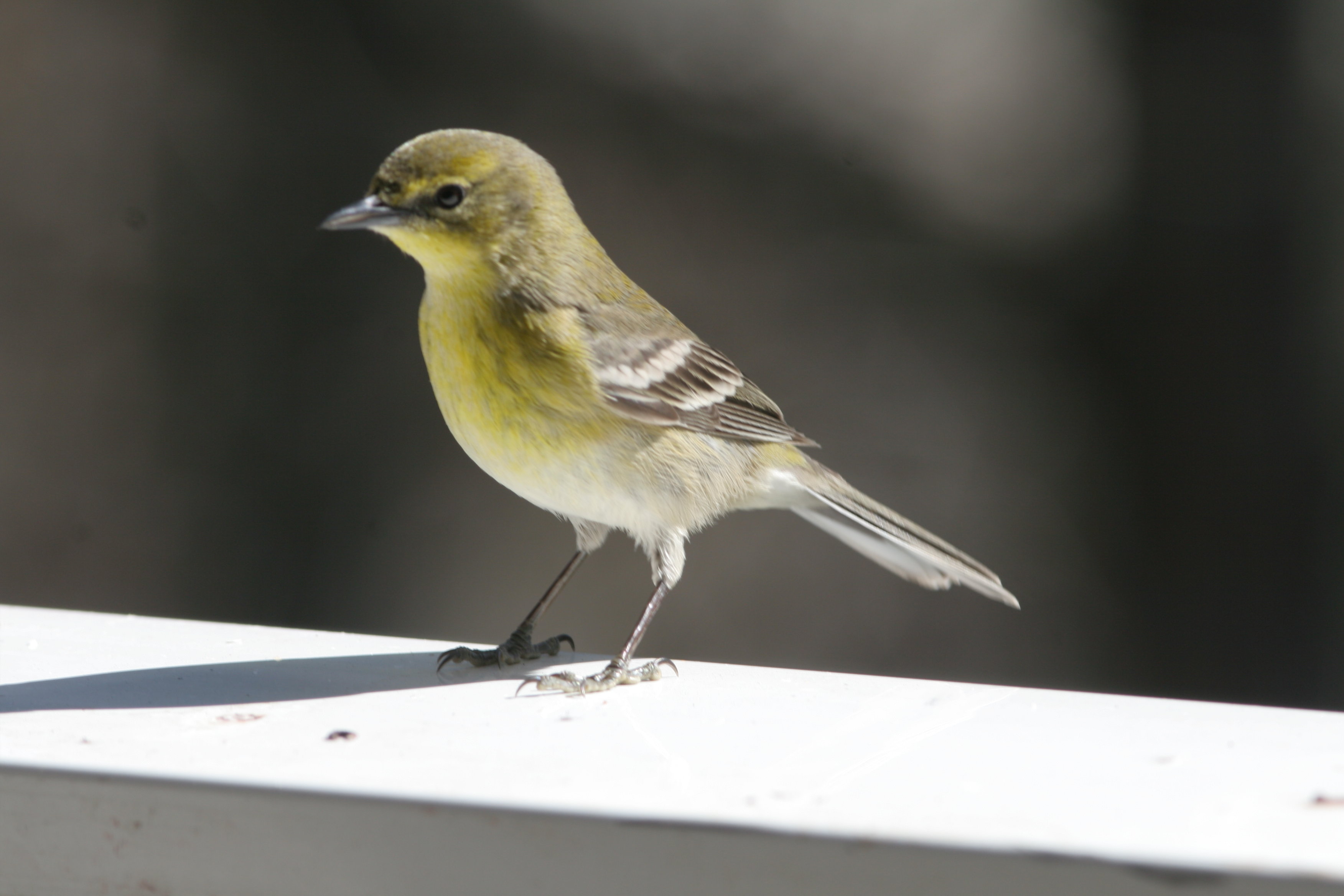 Top 10 Weird Things to Feed Birds » Bird Watcher's Digest