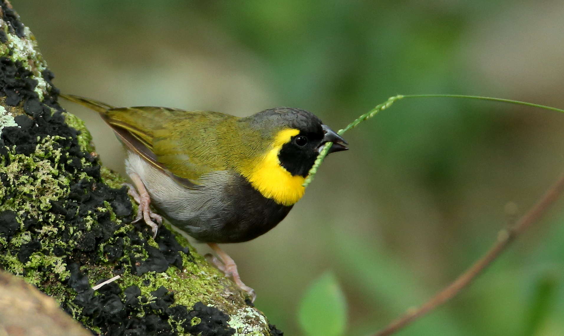 Endemic Birds of Cuba | Caribbean Conservation Trust