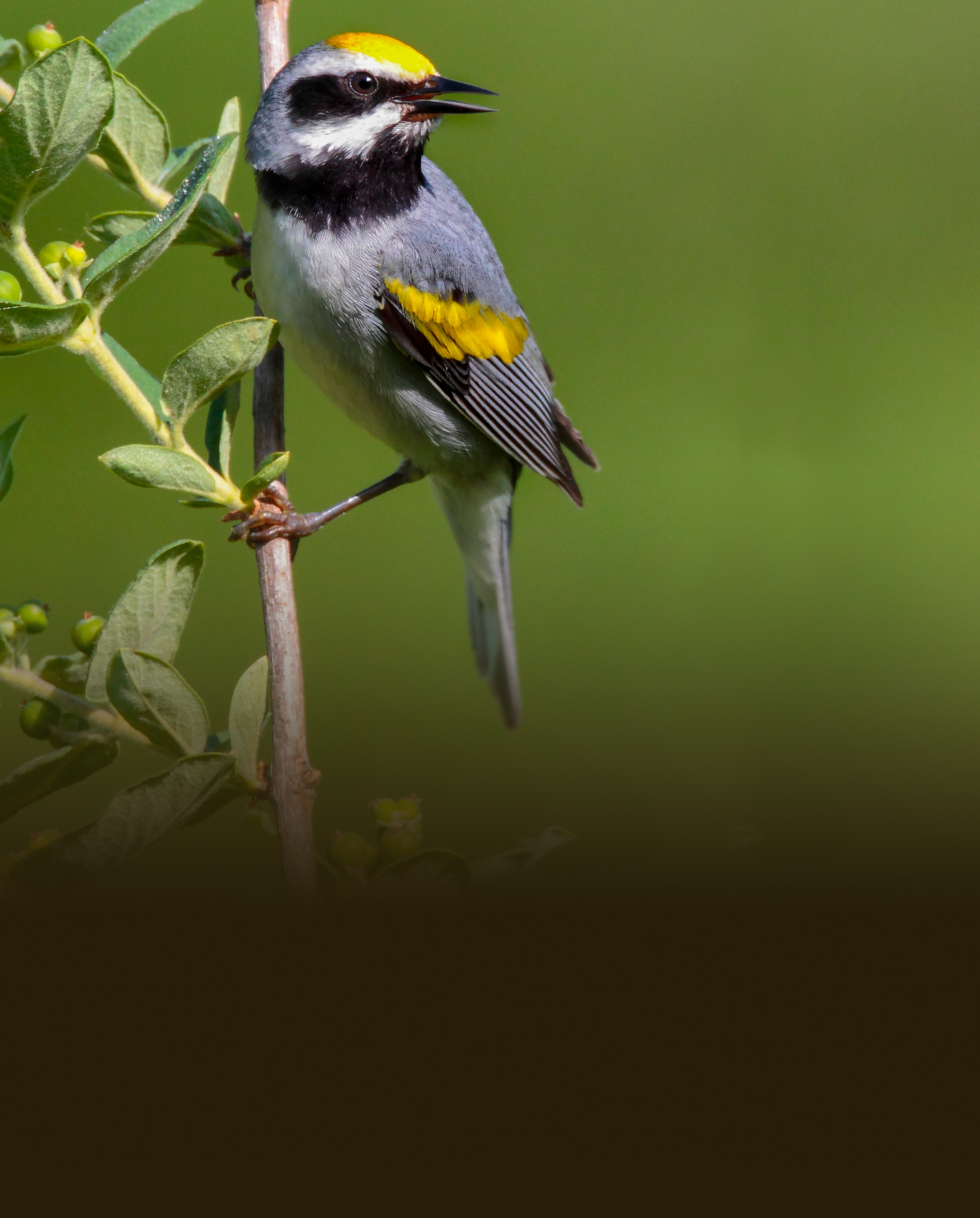 Birds | American Bird Conservancy