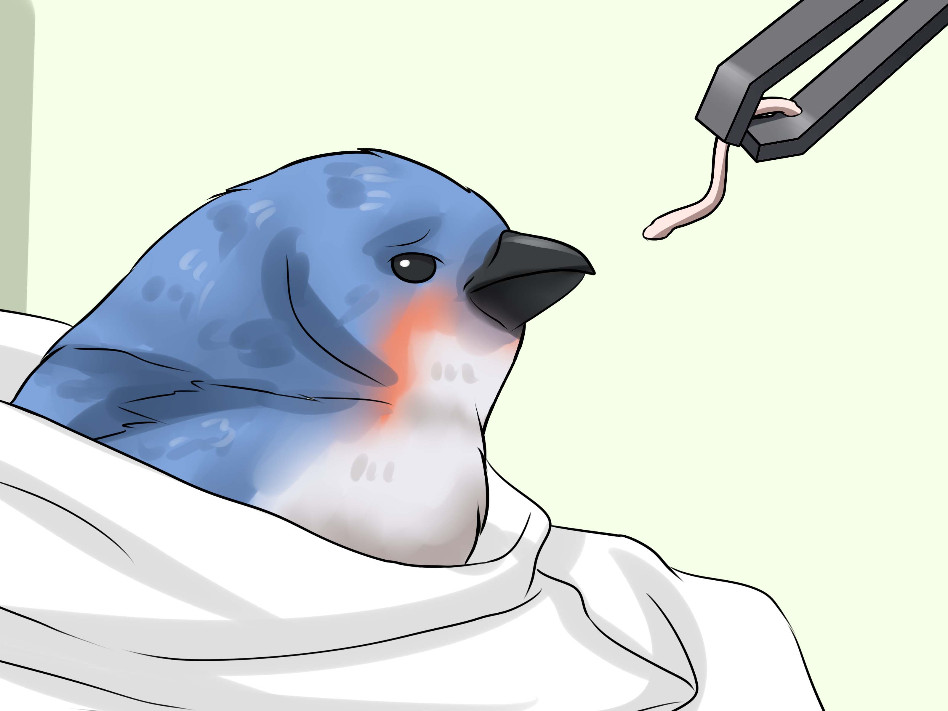 How to Clean a Bird: 10 Steps (with Pictures) - wikiHow