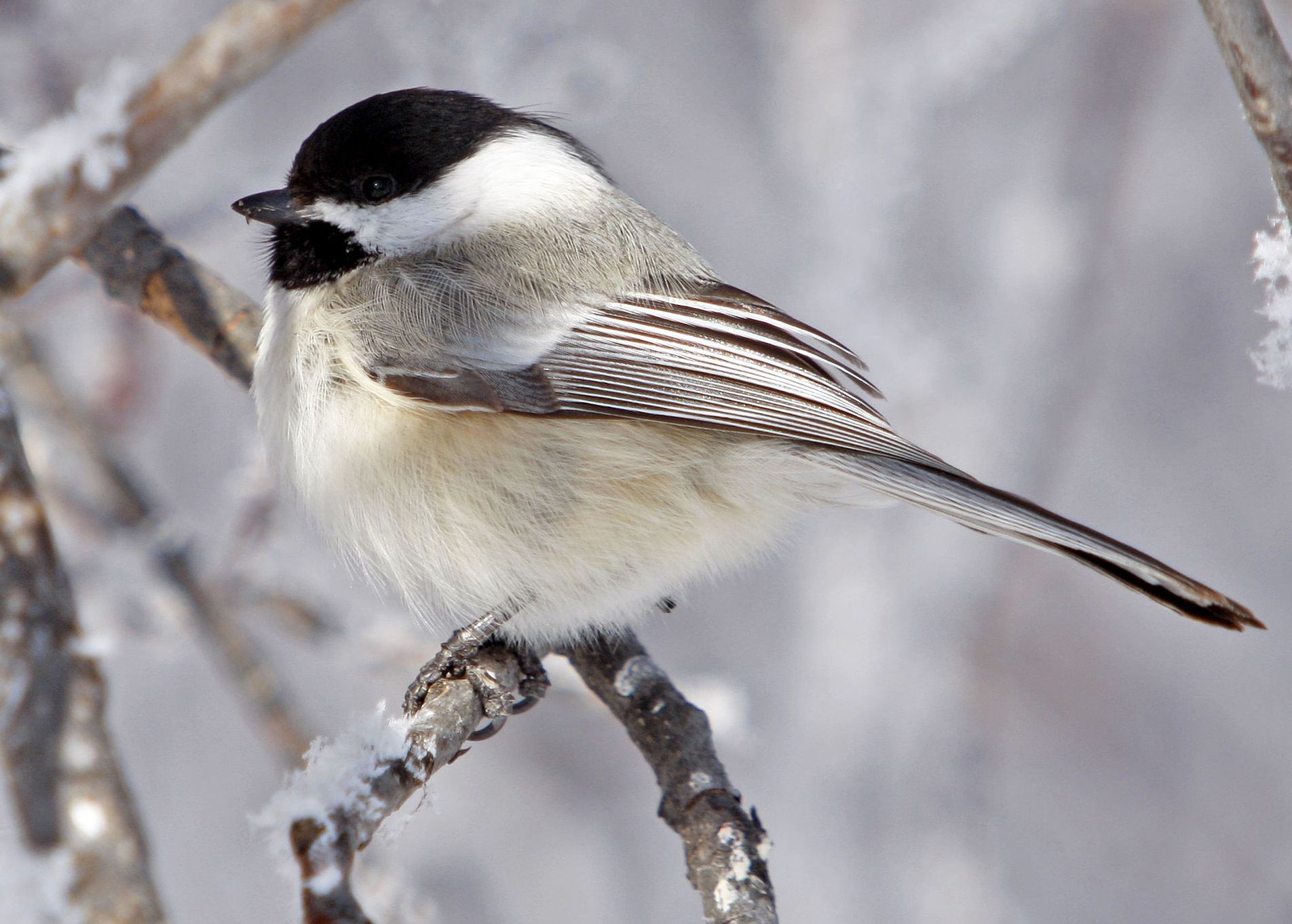 Bird Sounds and Songs of the Black-capped Chickadee | The Old ...