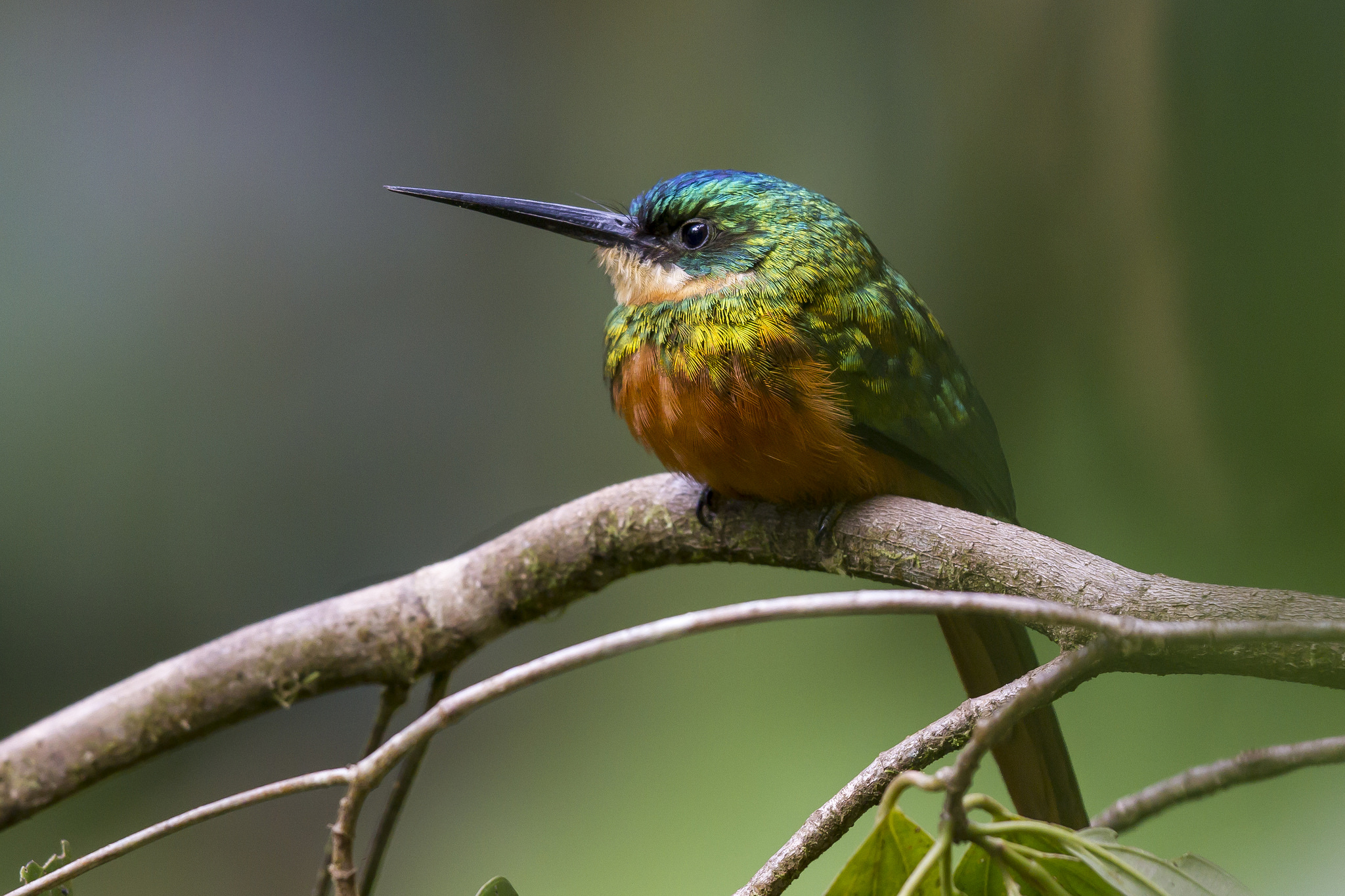 Green Birds and Brown Birds in the Tropical Rainforest | BirdNote