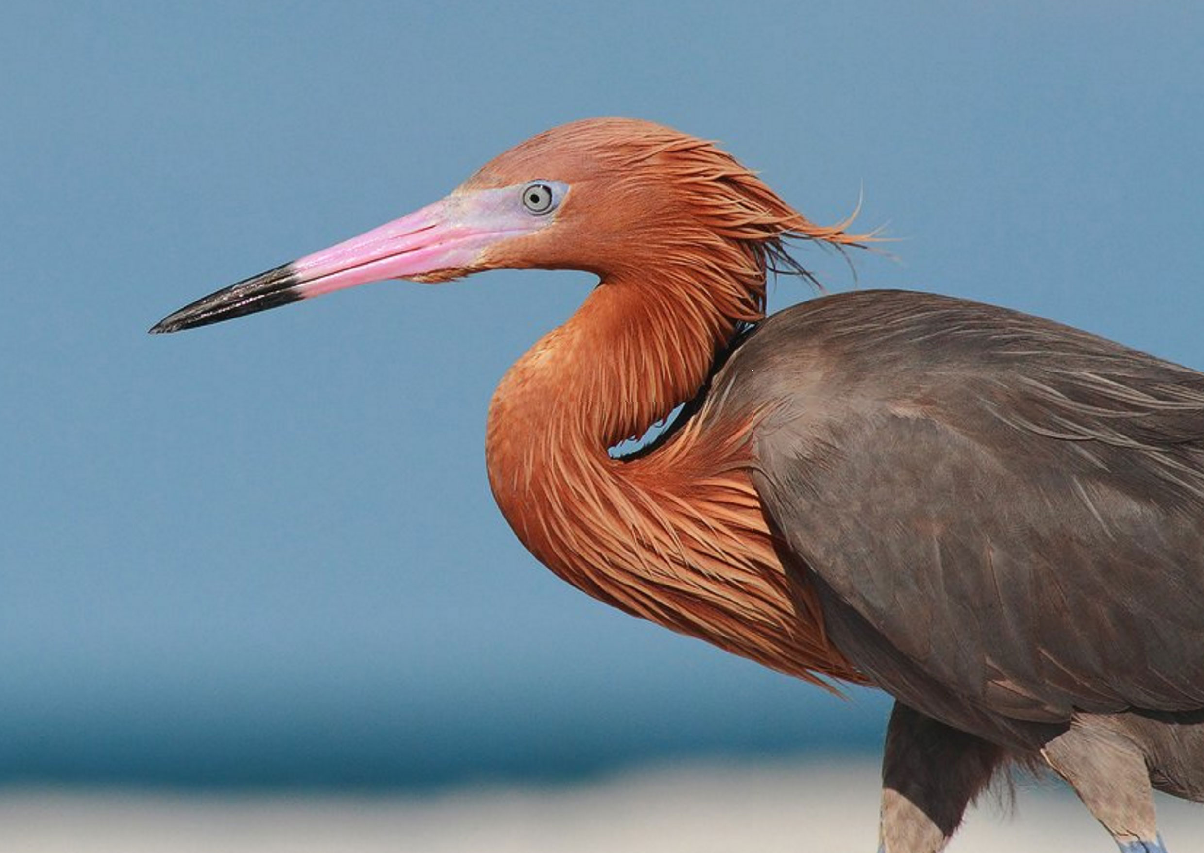 10 Things You Might Not Know About the U.S., Cuba, and Birds | All ...