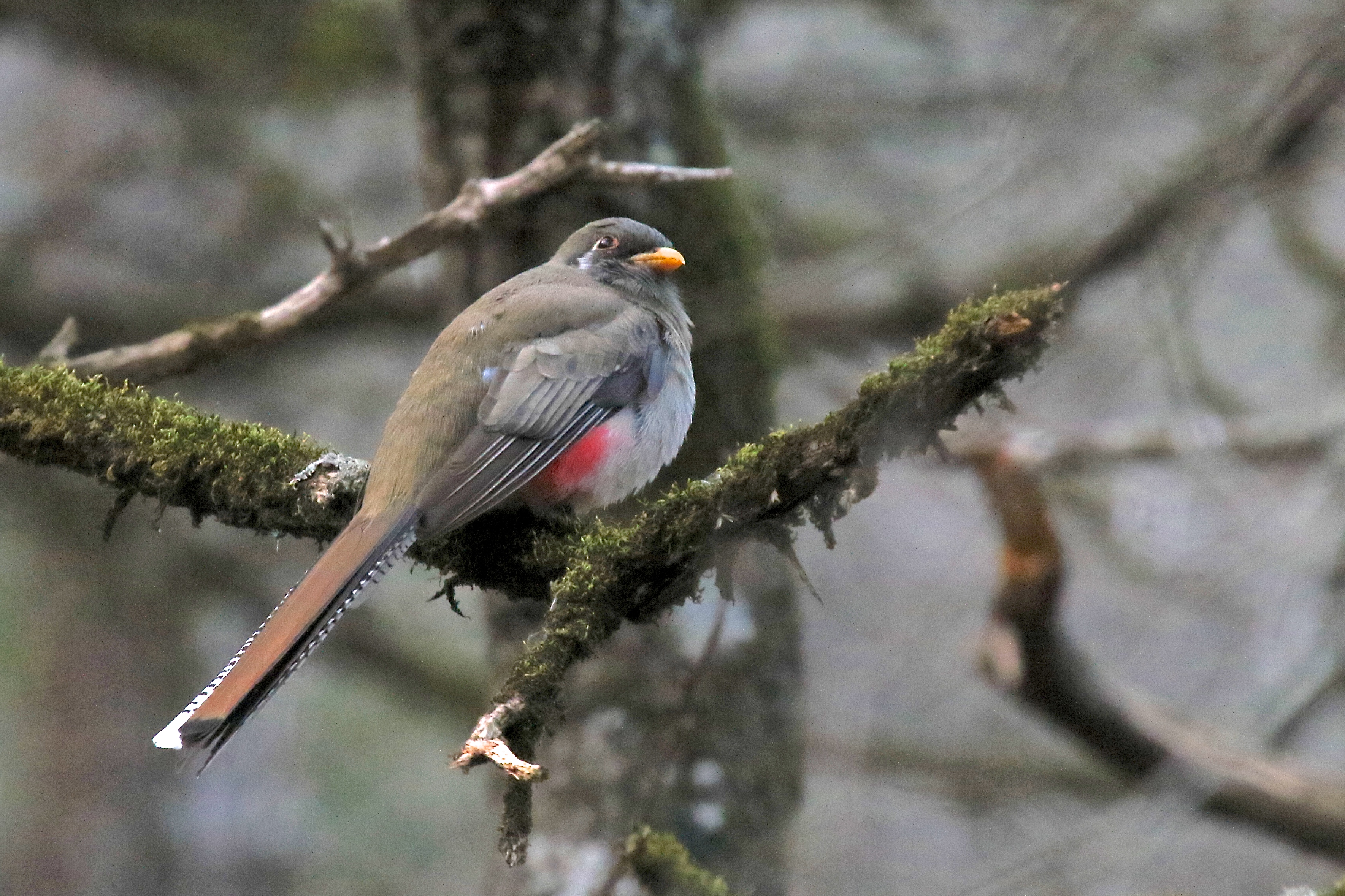 Rare Bird Alert | Travis Audubon
