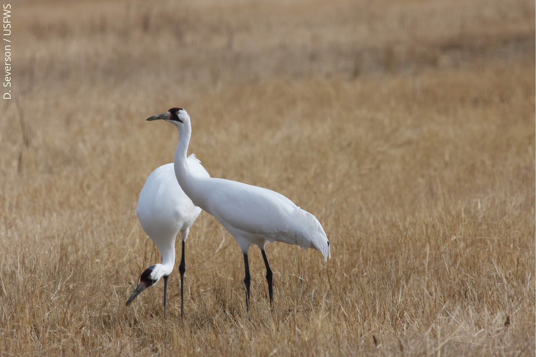 Big Year for Endangered Bird | Oklahoma Department of Wildlife ...