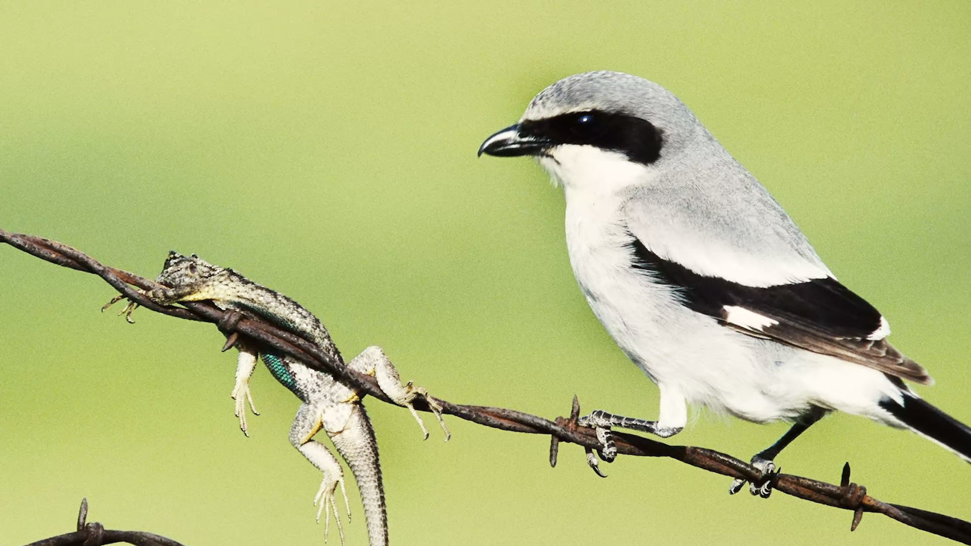 Absurd Creatures: This Bird Impales Its Victims on Thorns. How Metal ...