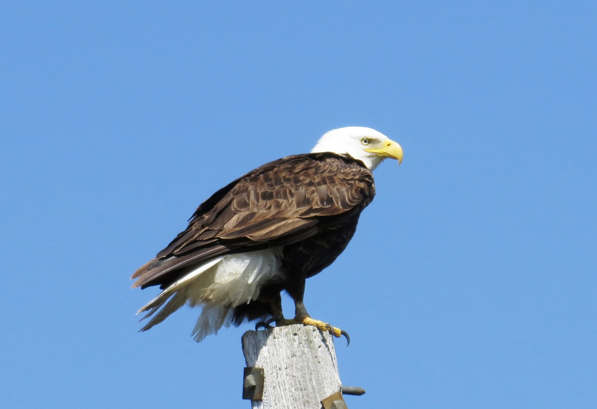 Bird Watching & Birdguides in Minnesota: Pine to Prairie