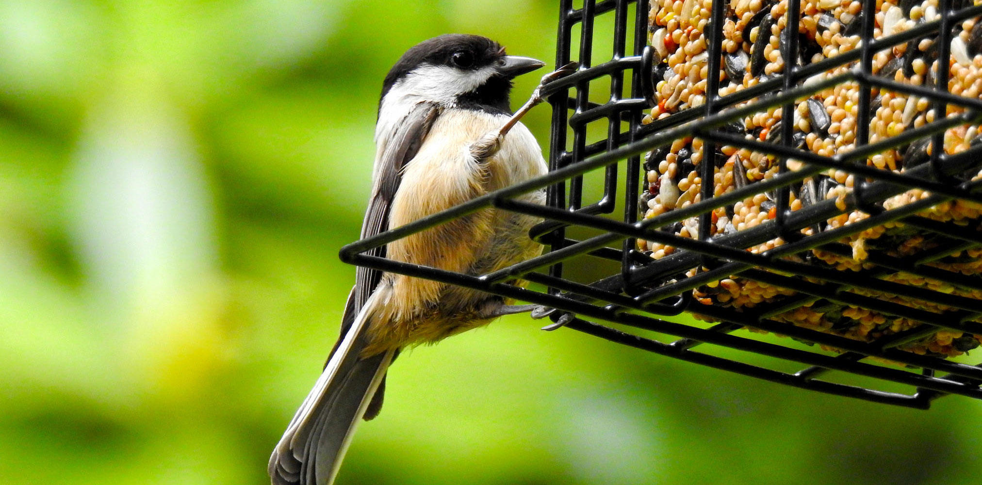 Attracting Birds to Your Feeder | Audubon New York
