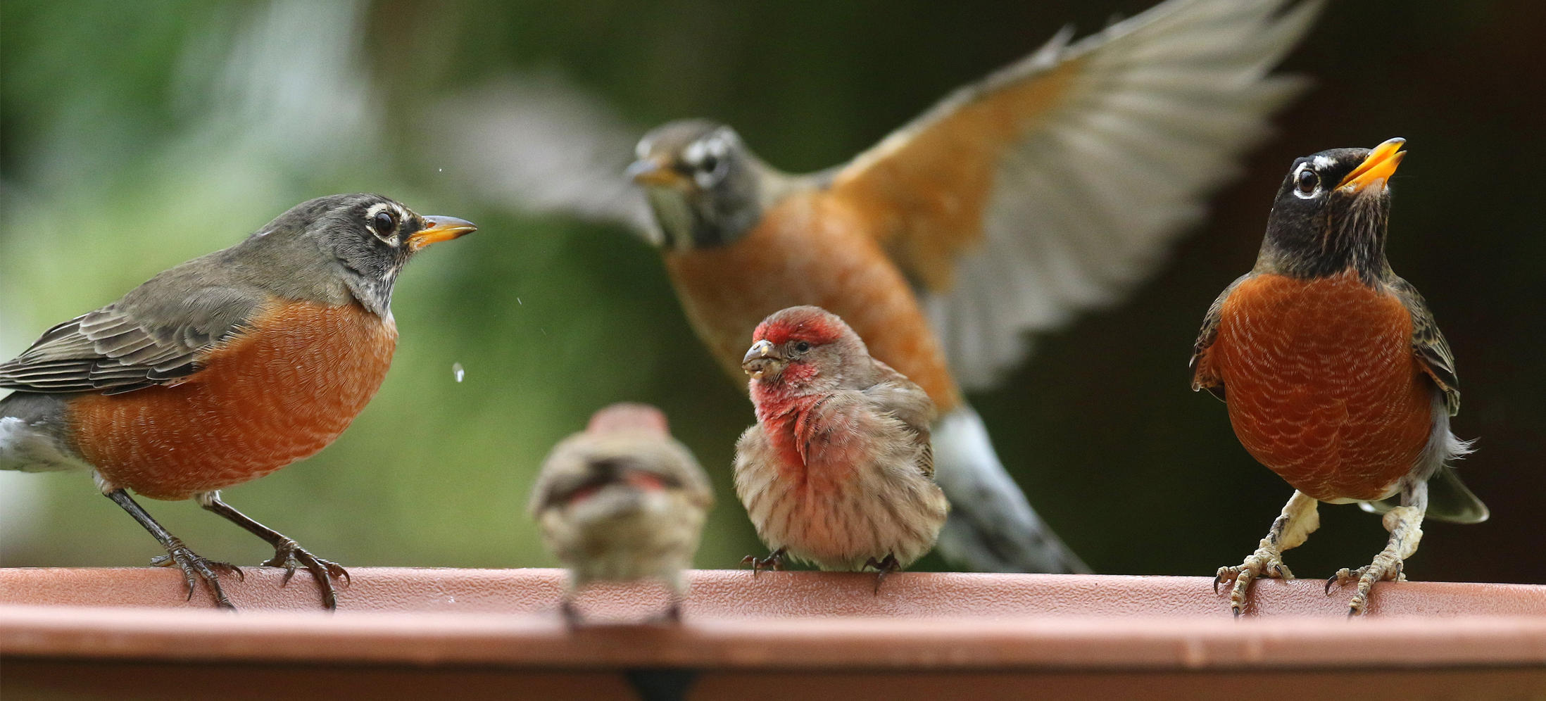 You're Invited: North Carolina's 21st Great Backyard Bird Count ...