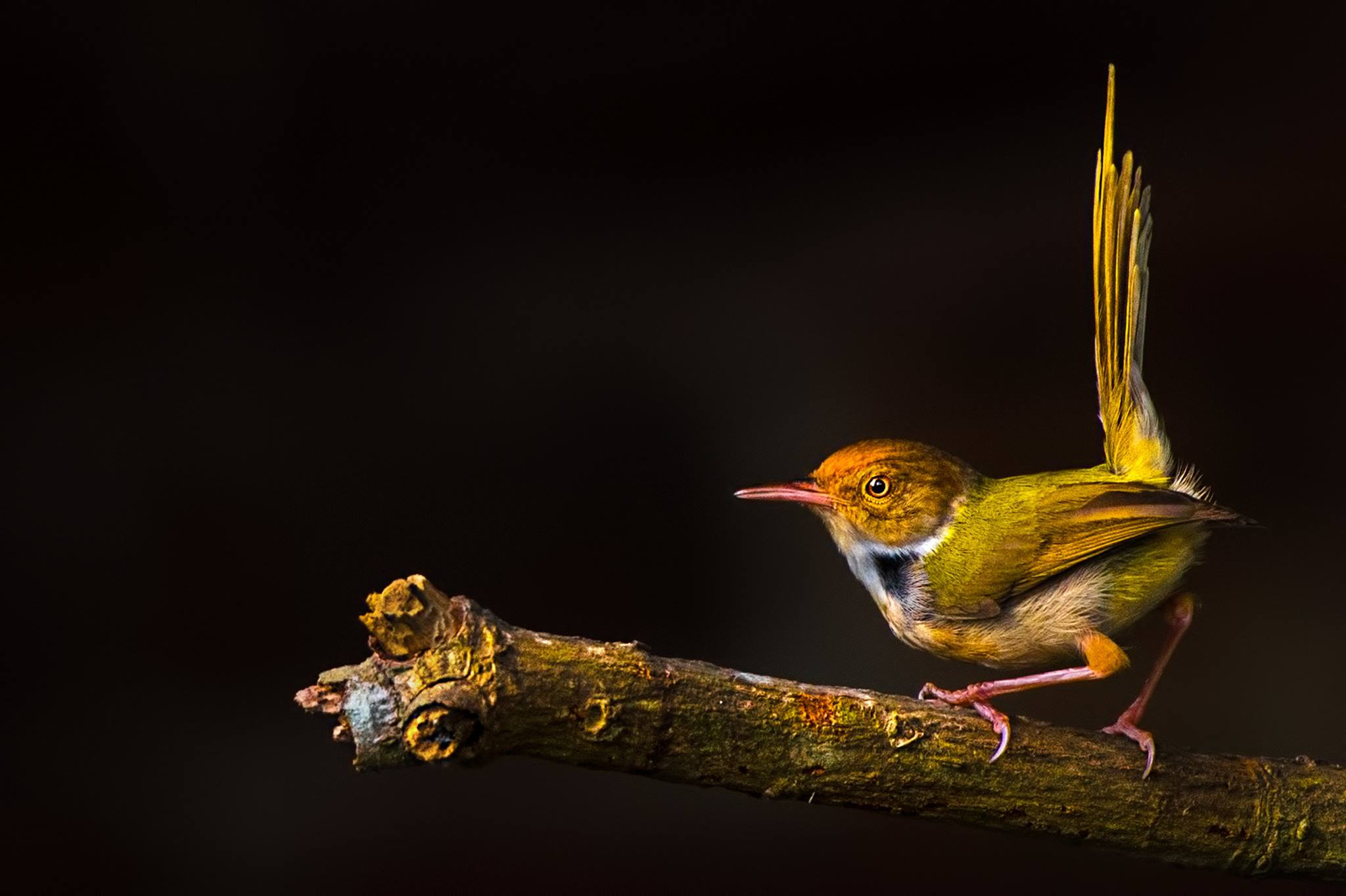 Top 25 Wild Bird Photographs of the Week #90 – National Geographic Blog