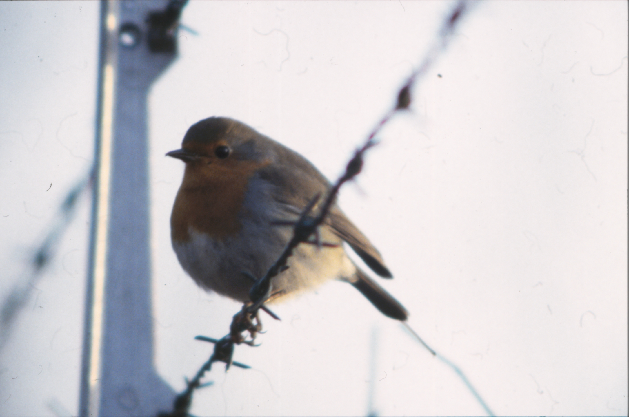 Bird 46