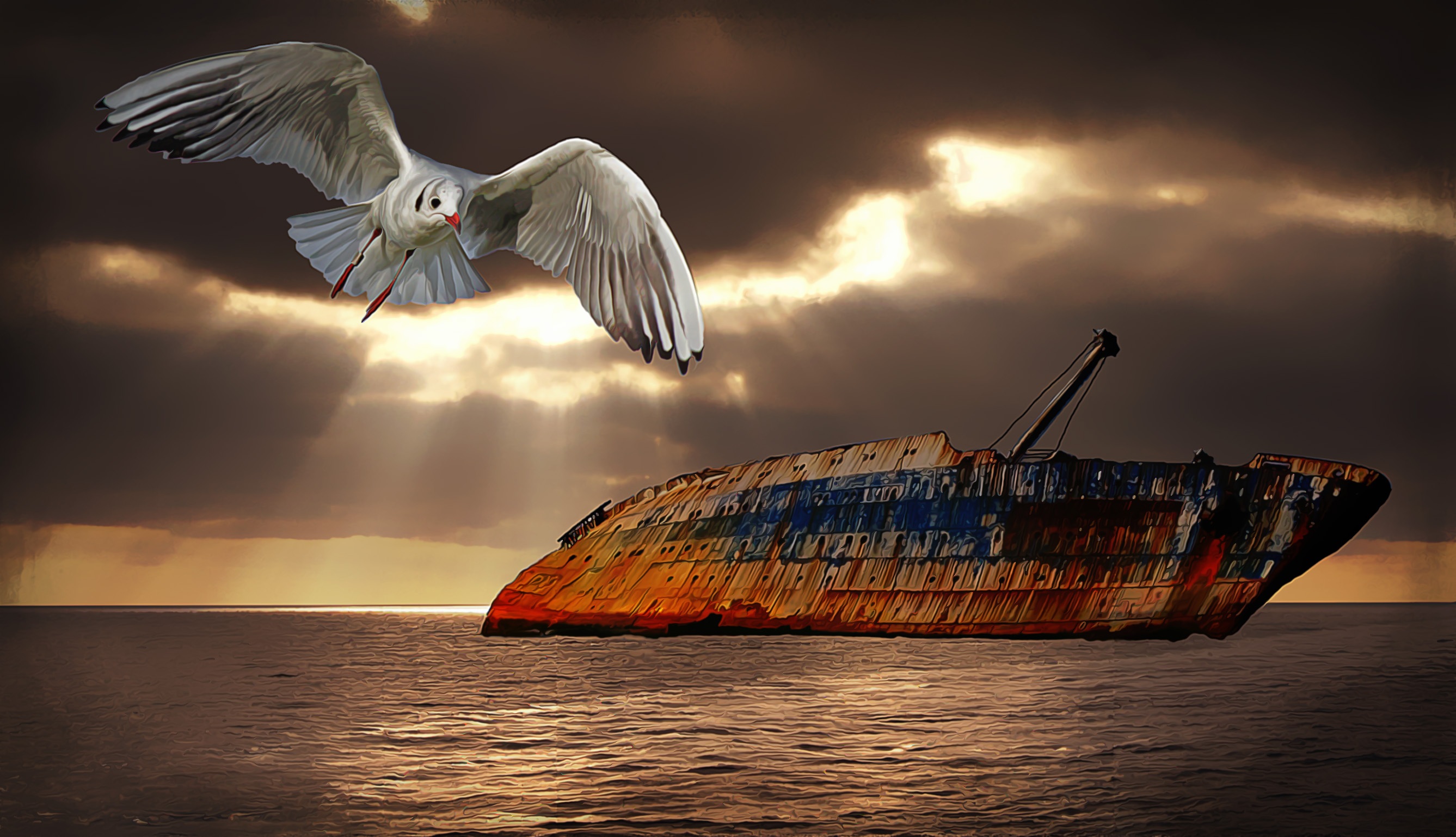 Bird and old ship wreck photo