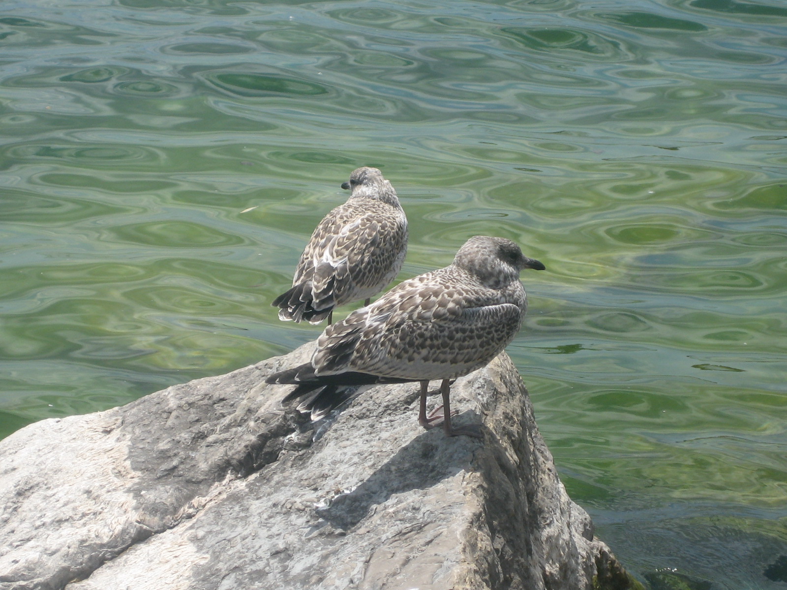 File:Bird on rocks near shoreline.JPG - Wikimedia Commons