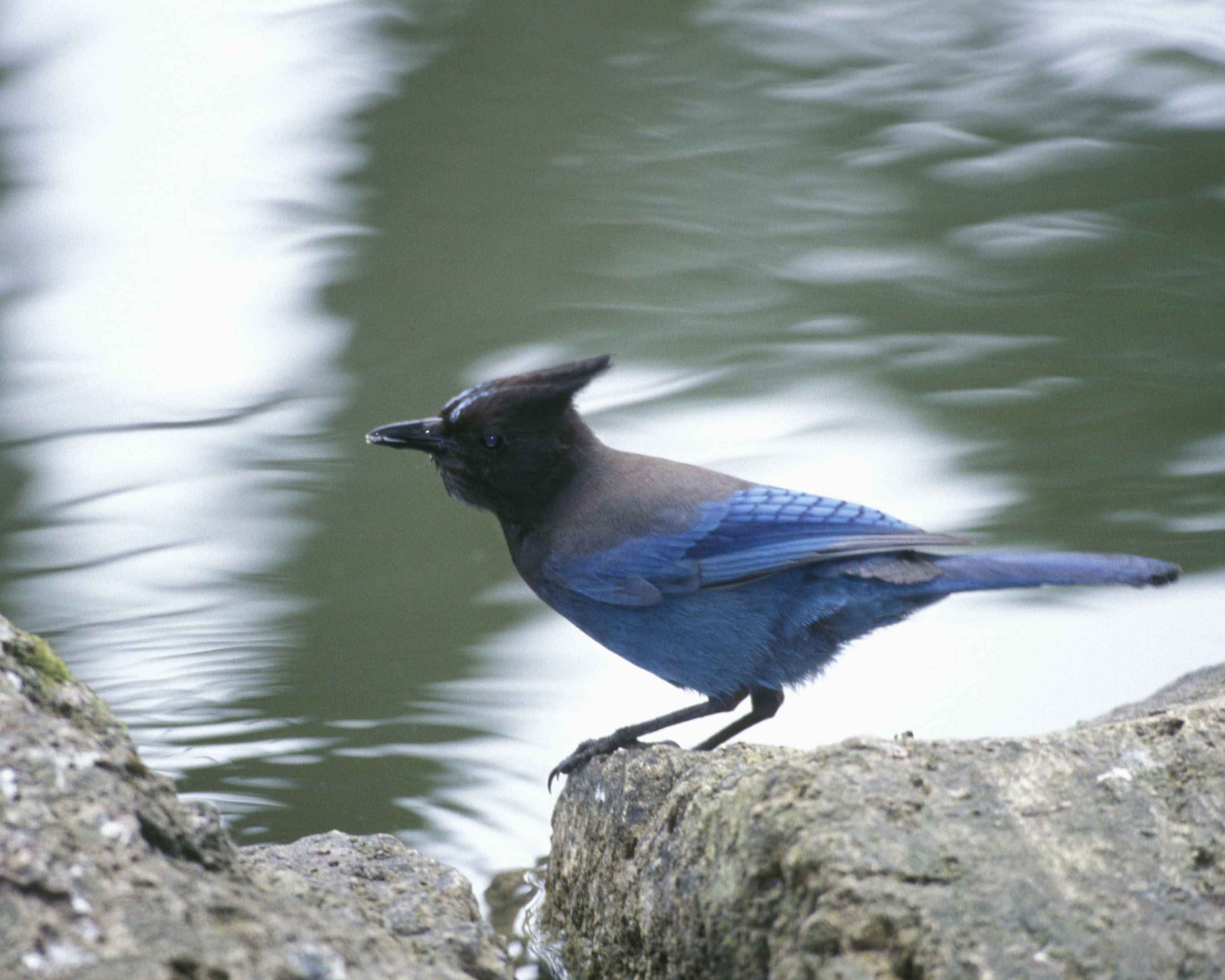 Free picture: baby, blue, jay, bird, rocks