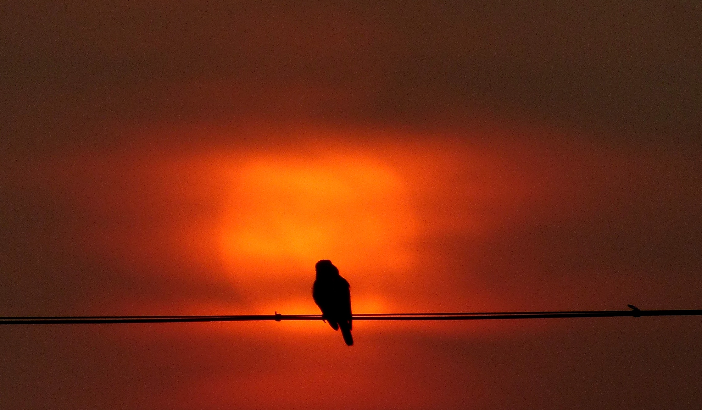 Bird at dawn photo