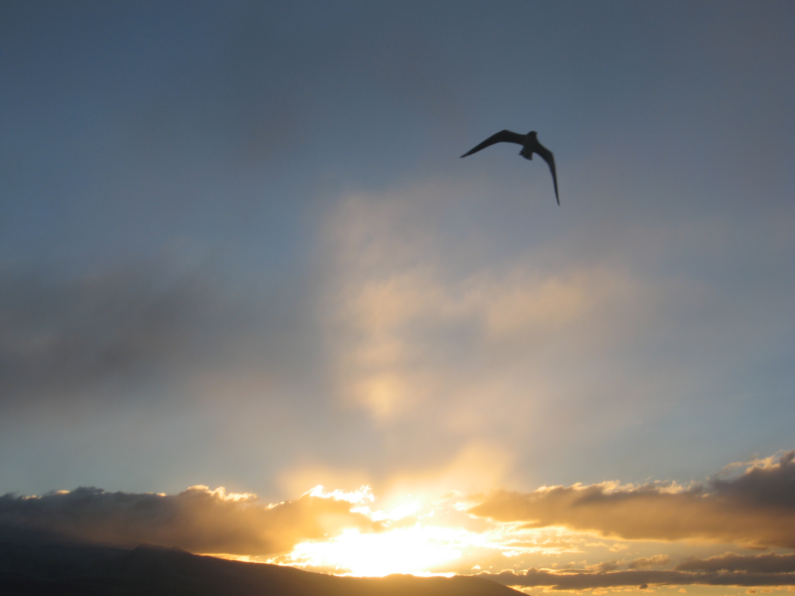 Bird Sillhouette, Dawn, Boliva by huckfinnk on DeviantArt