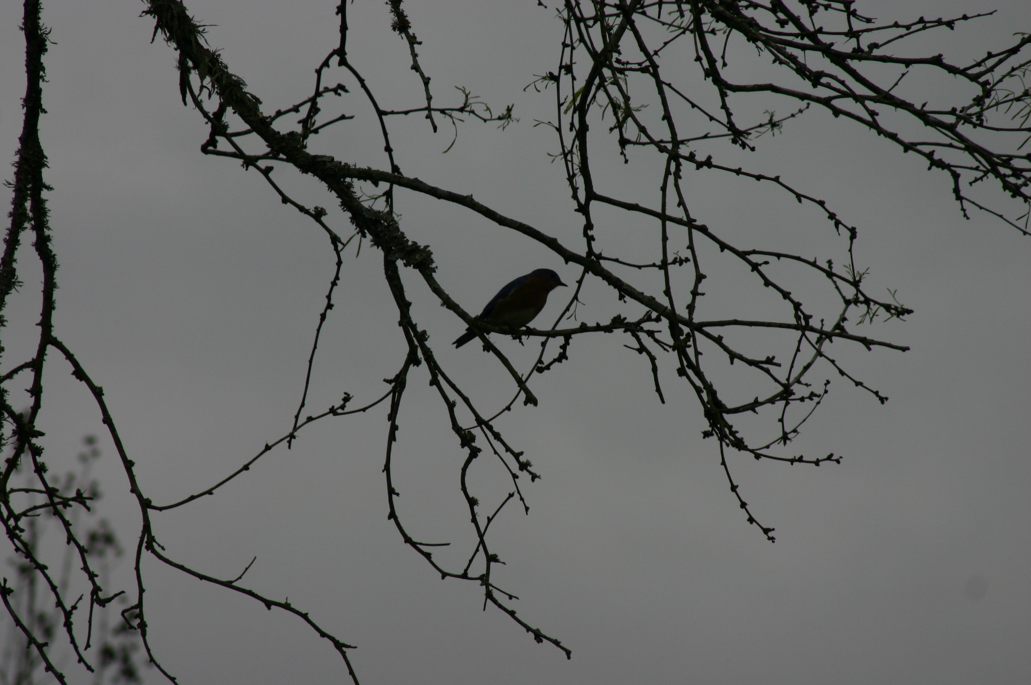 Bird at twilight photo