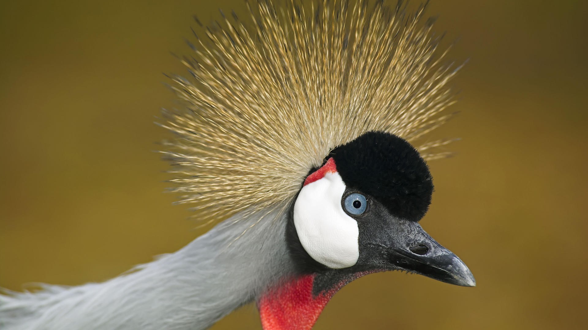 Bird Grey Crowned Crane Face Closeup HD Wallpaper | HD Wallpapers