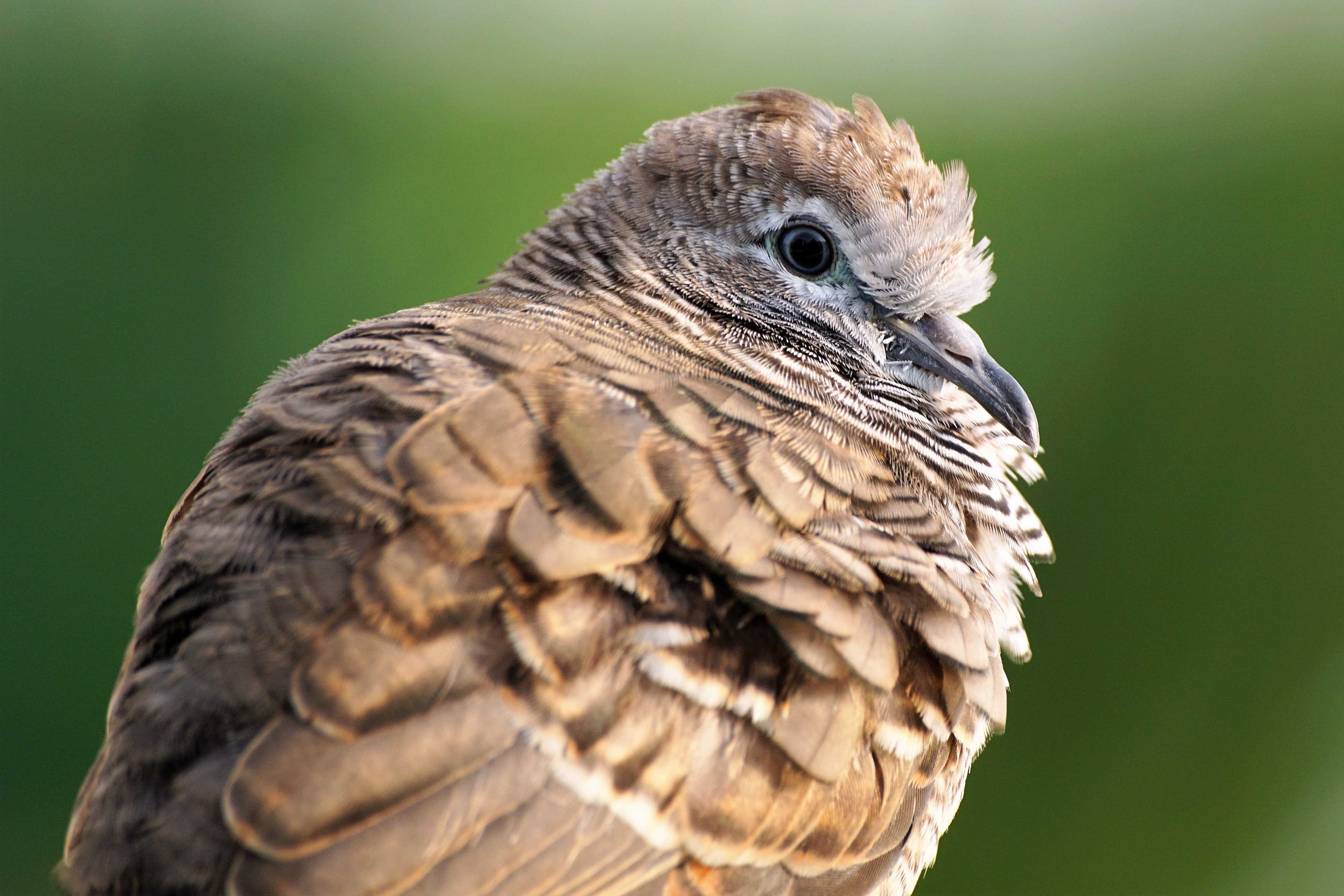 Brown Bird Closeup image - Free stock photo - Public Domain photo ...