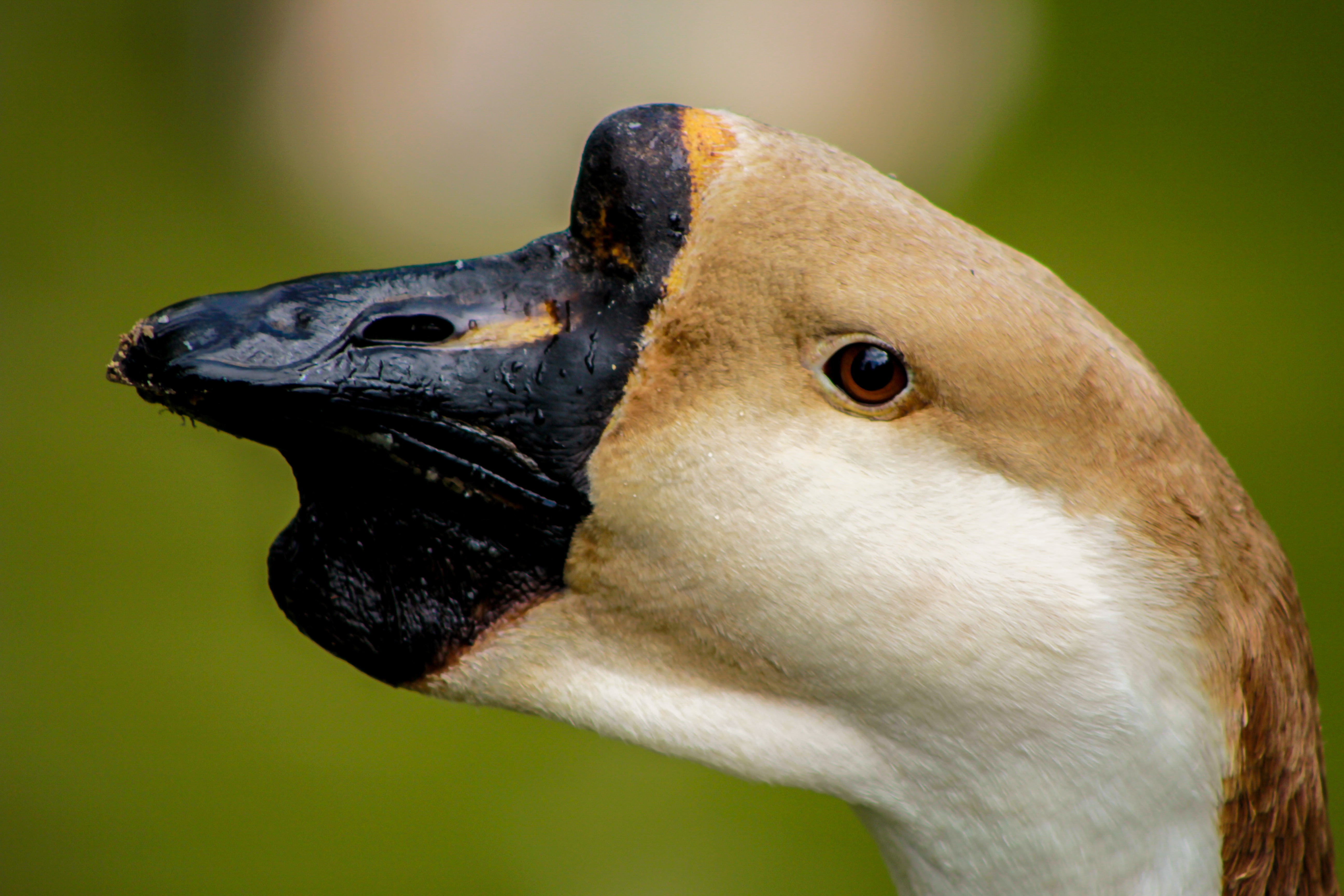 Free Images : nature, wildlife, beak, closeup, fauna, close up, swan ...