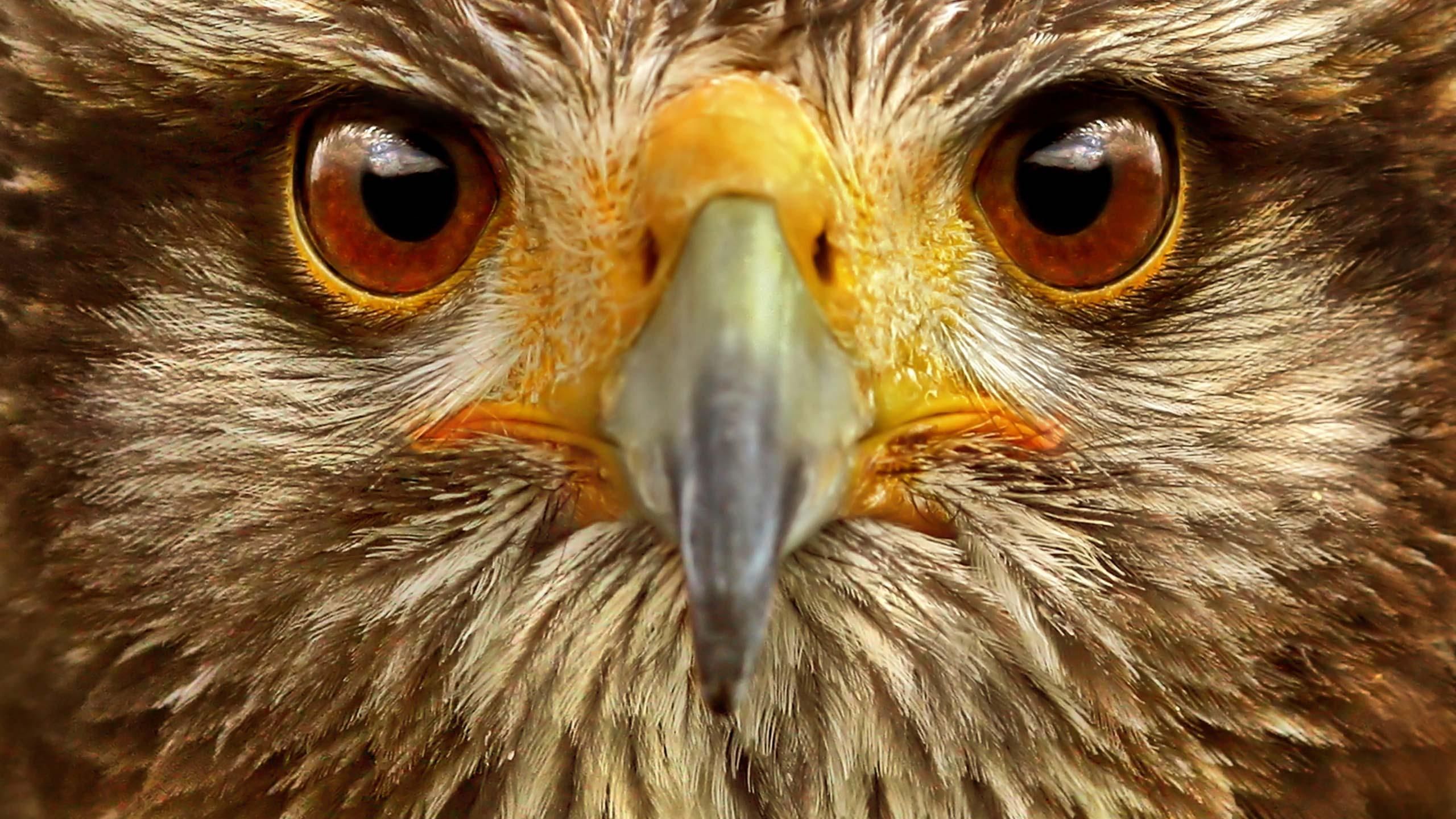 hawk eyes bird | Hawk Bird Eyes Animal Kingdom Wallpaper with ...