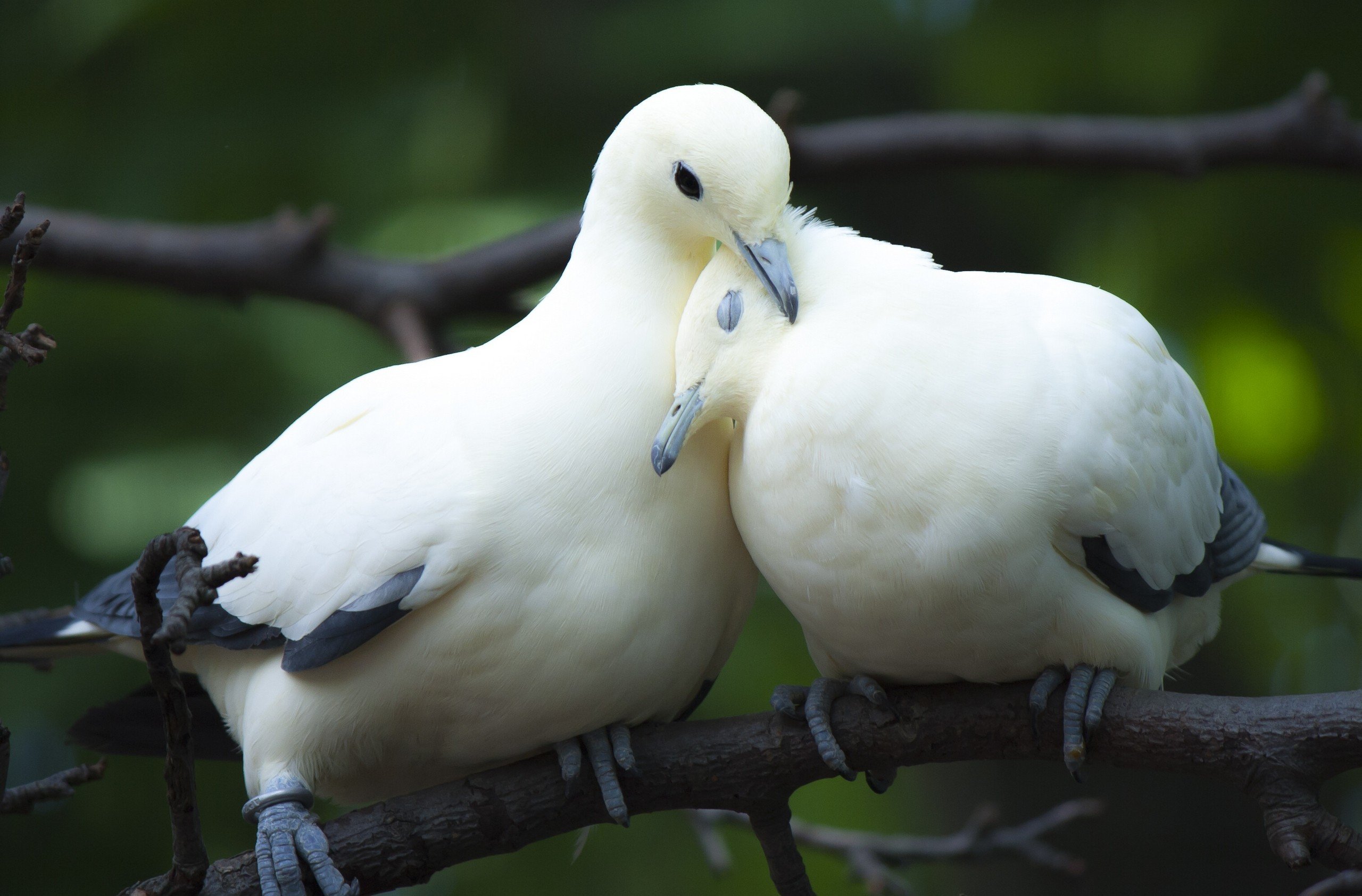 Animal Dove love bird couple cute wallpaper | 2560x1685 | 533739 ...