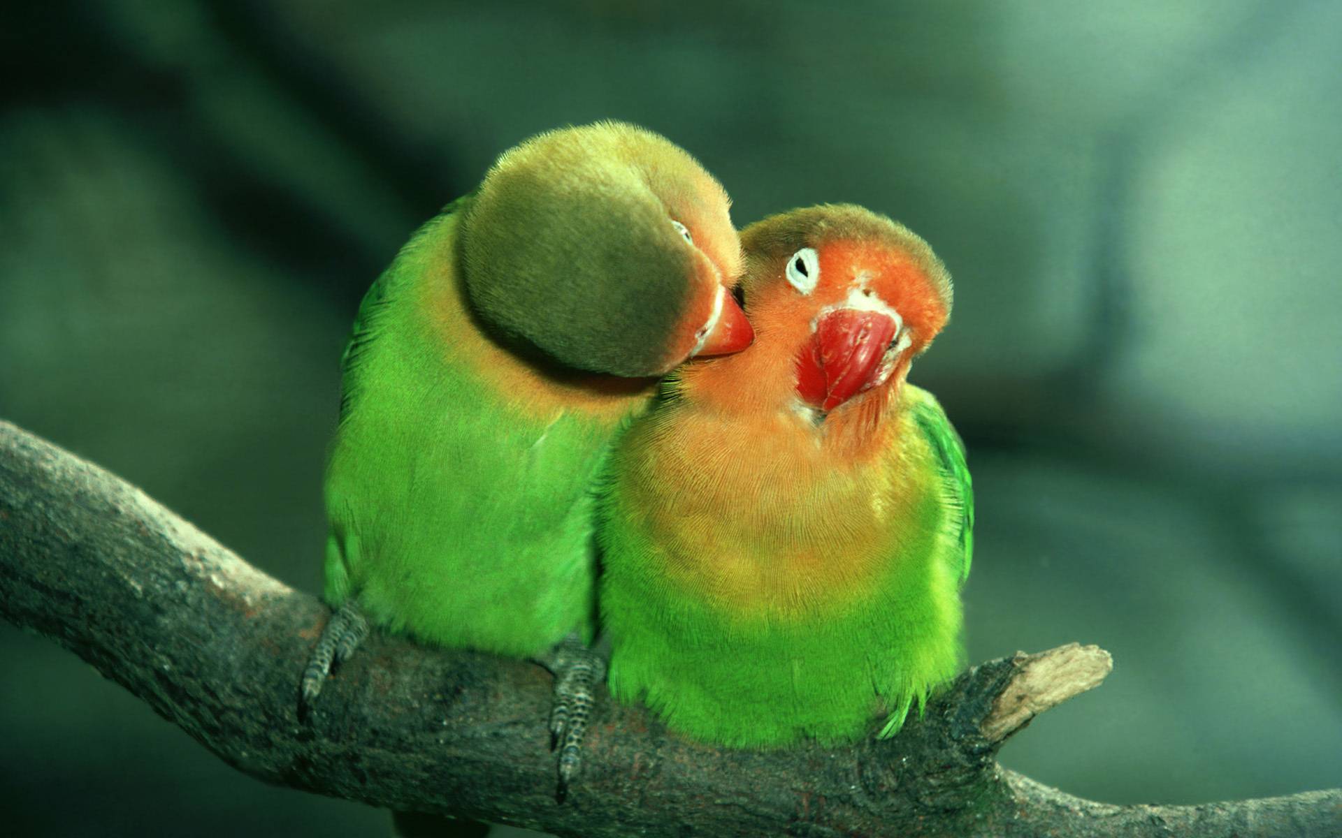 Birds Couple Love Wallpaper HD Images – One HD Wallpaper Pictures ...