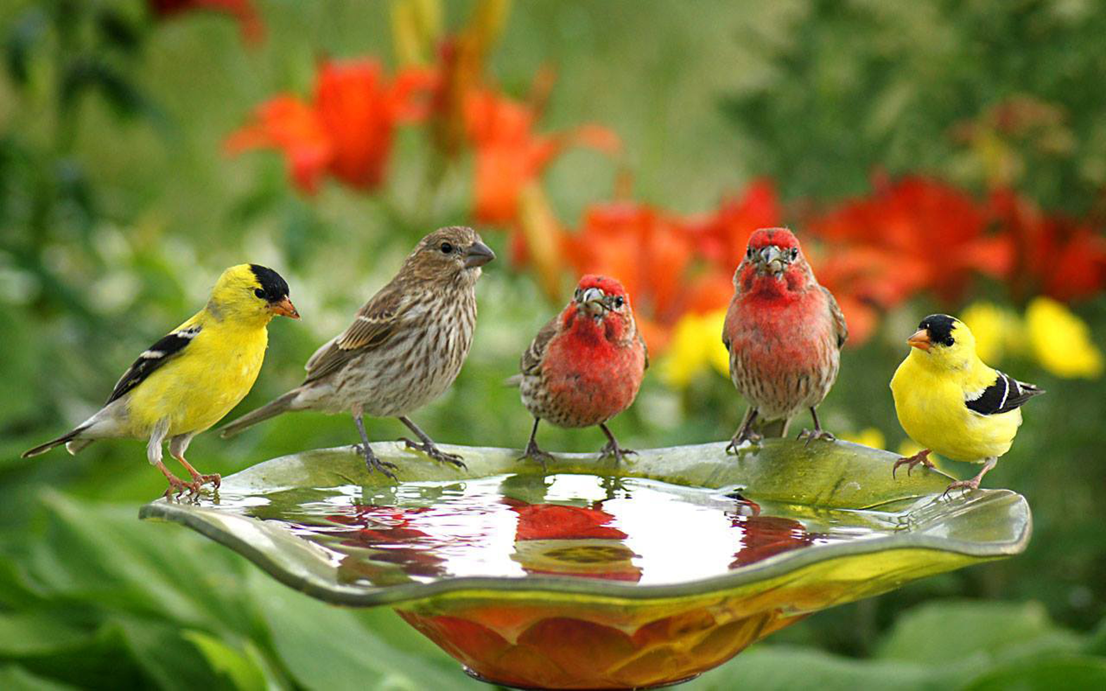 birds drinking water