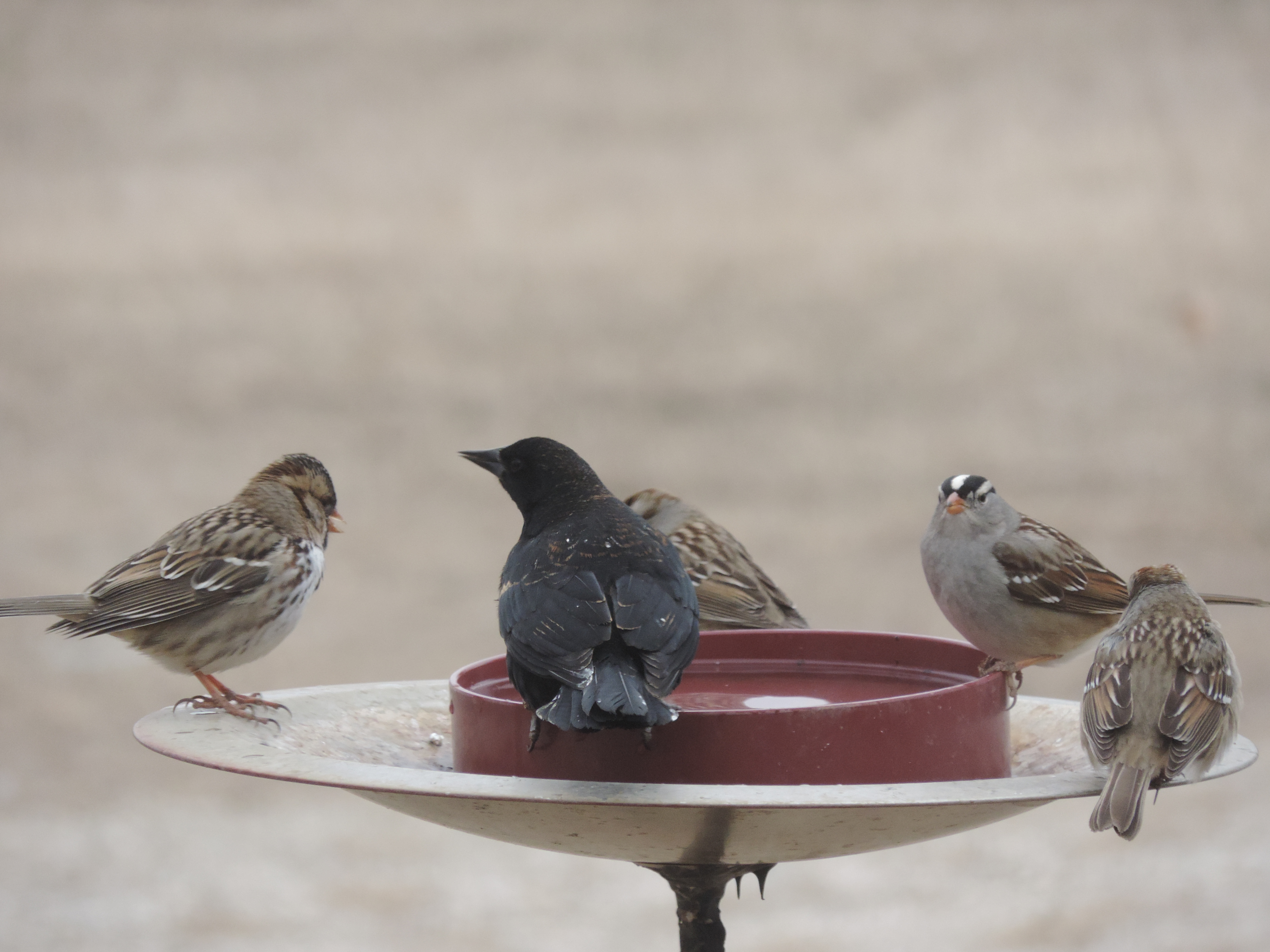 Free Photo Bird Drinking Water Animal Bird Drink Free Download 