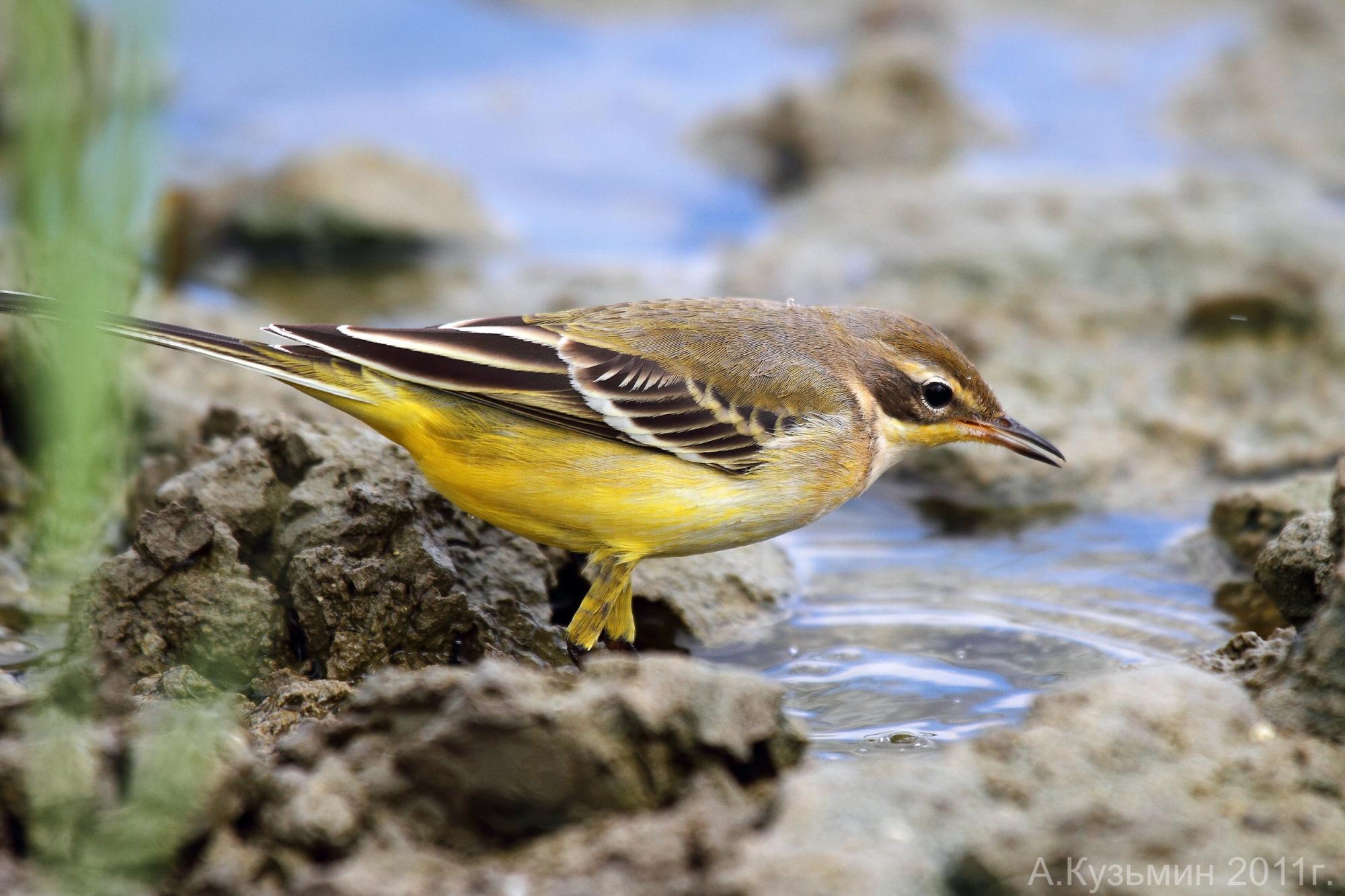 Western Yellow Wagtail (Motacilla flava) The bird is drinking water ...