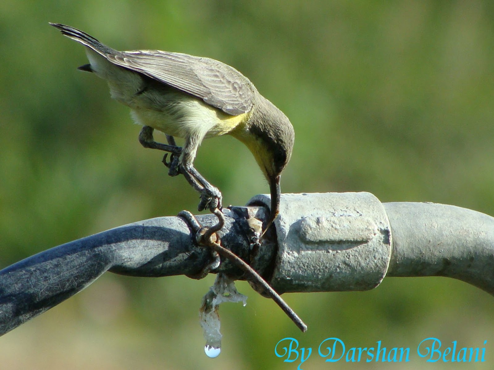 Darshan Belani's Photo Gallery: Sun Bird Drinking Water In Summer 2009