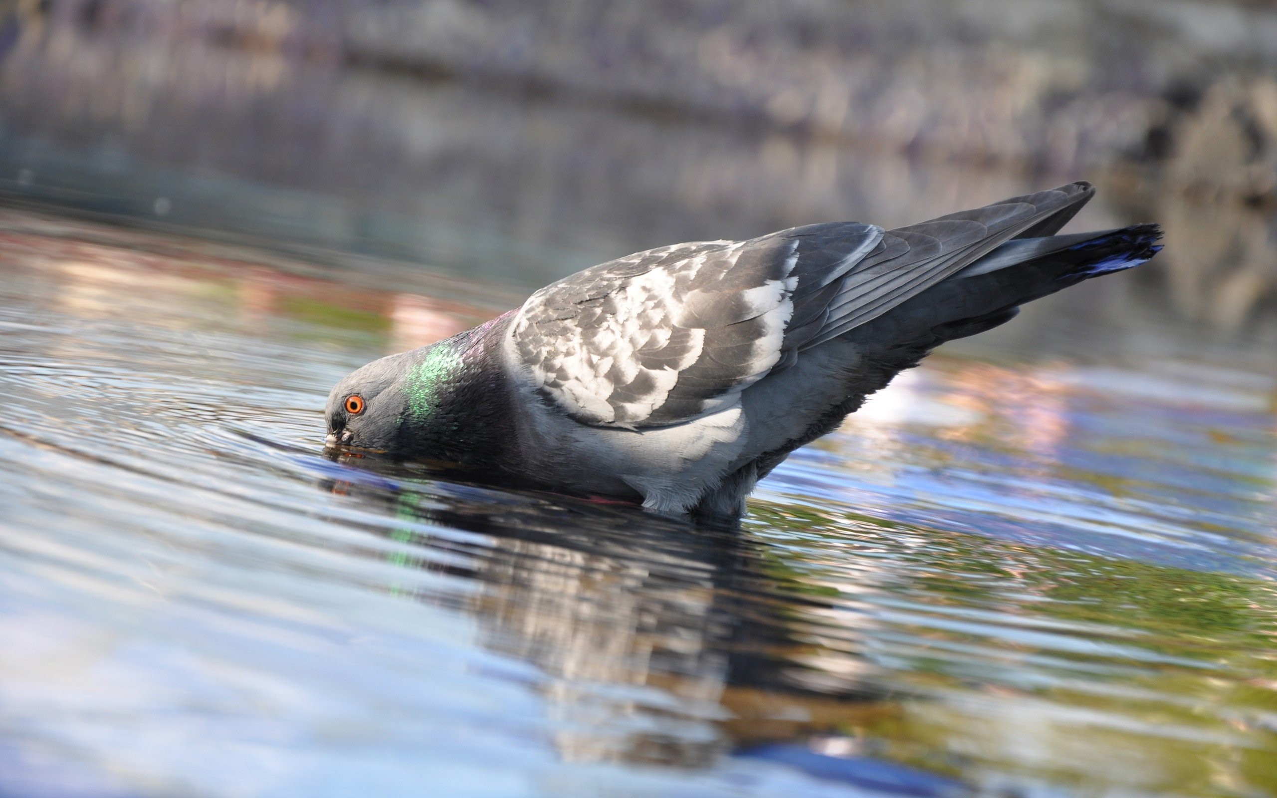 Birds: Drinking Water Pigeons Birds Image Background Bird for HD 16 ...