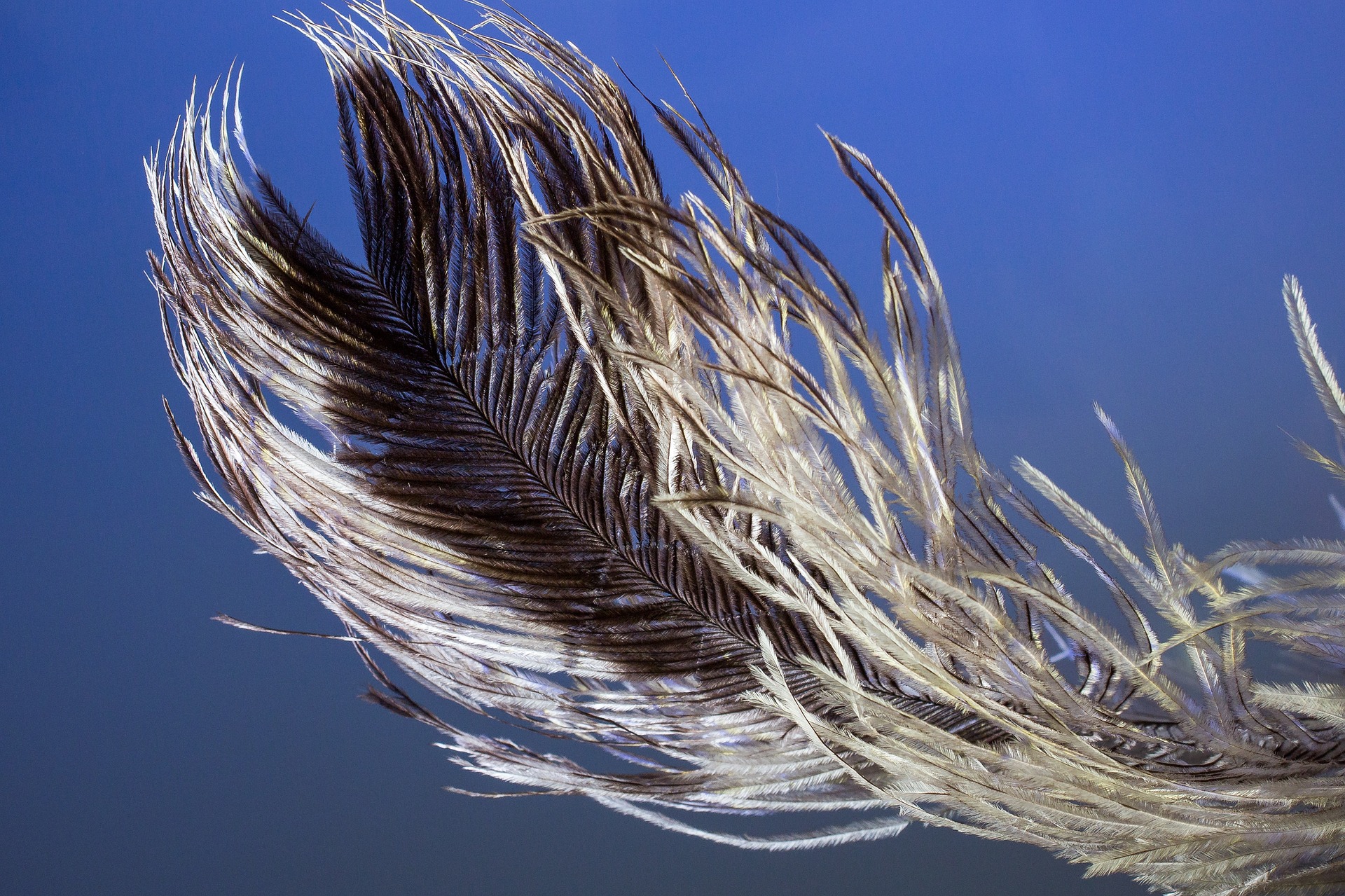 Bird feather photo