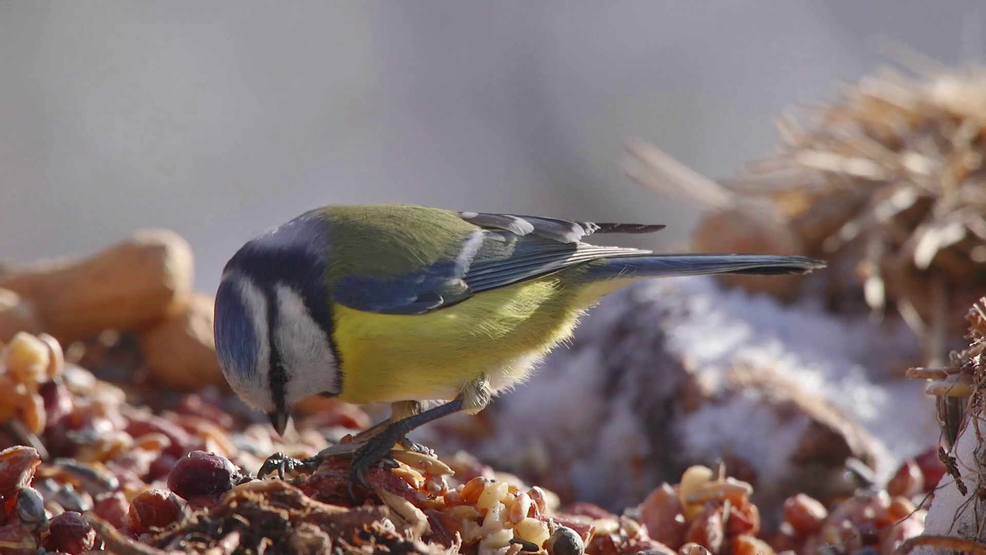 animal blue tit bird feed on nuts birdfeeder side view Stock Video ...