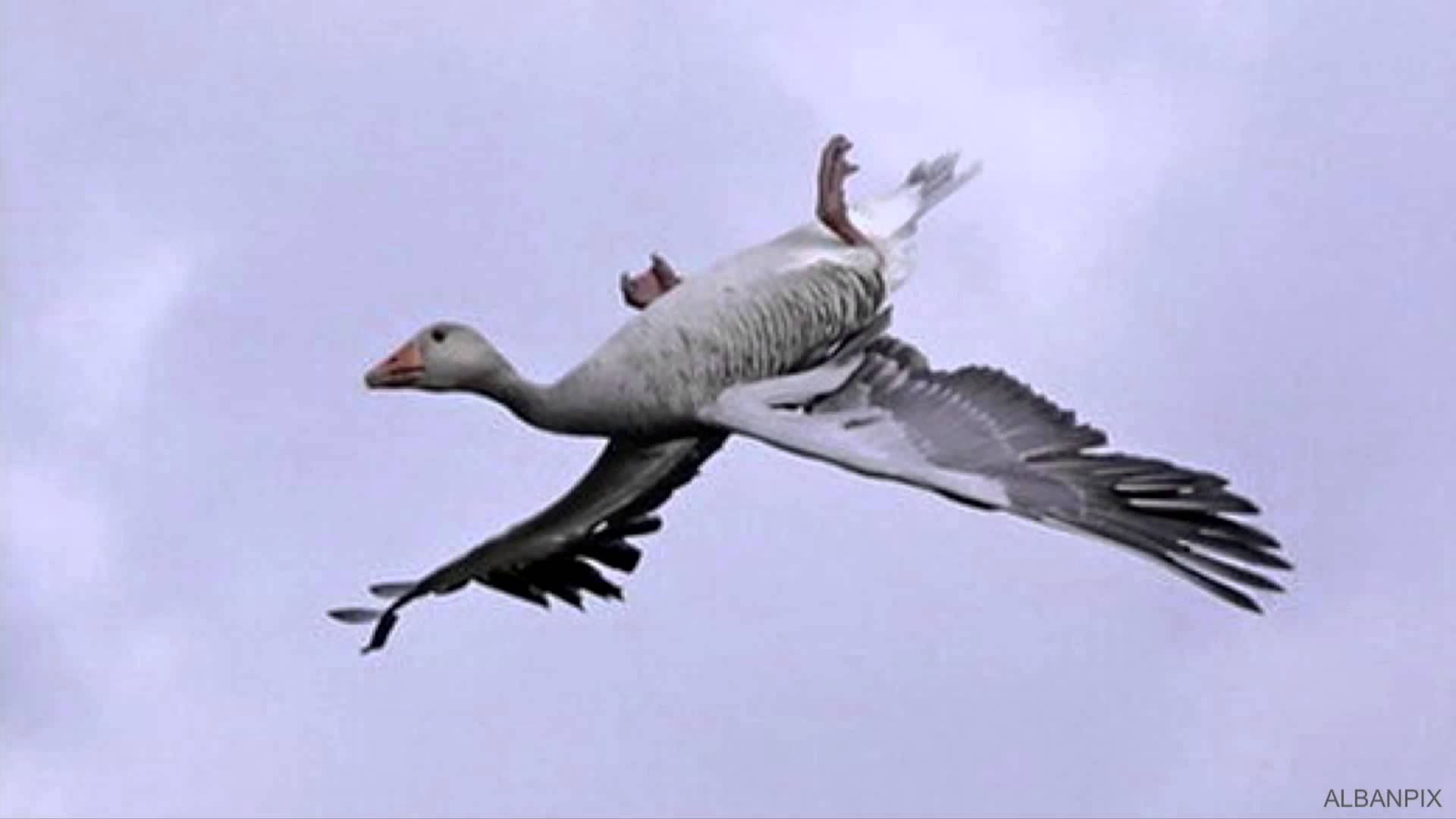 David Lentink, “The Magic of Bird Flight” - YouTube