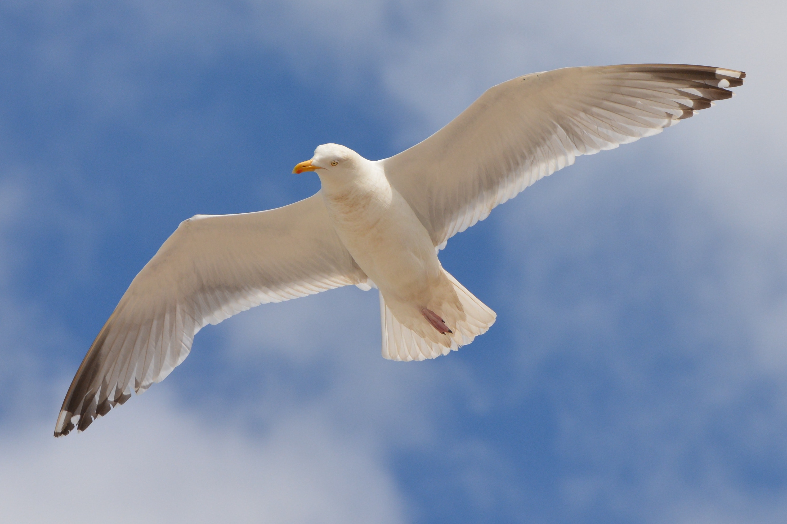 White Bird Flying Under the Blue and White Sky during Daytime · Free ...