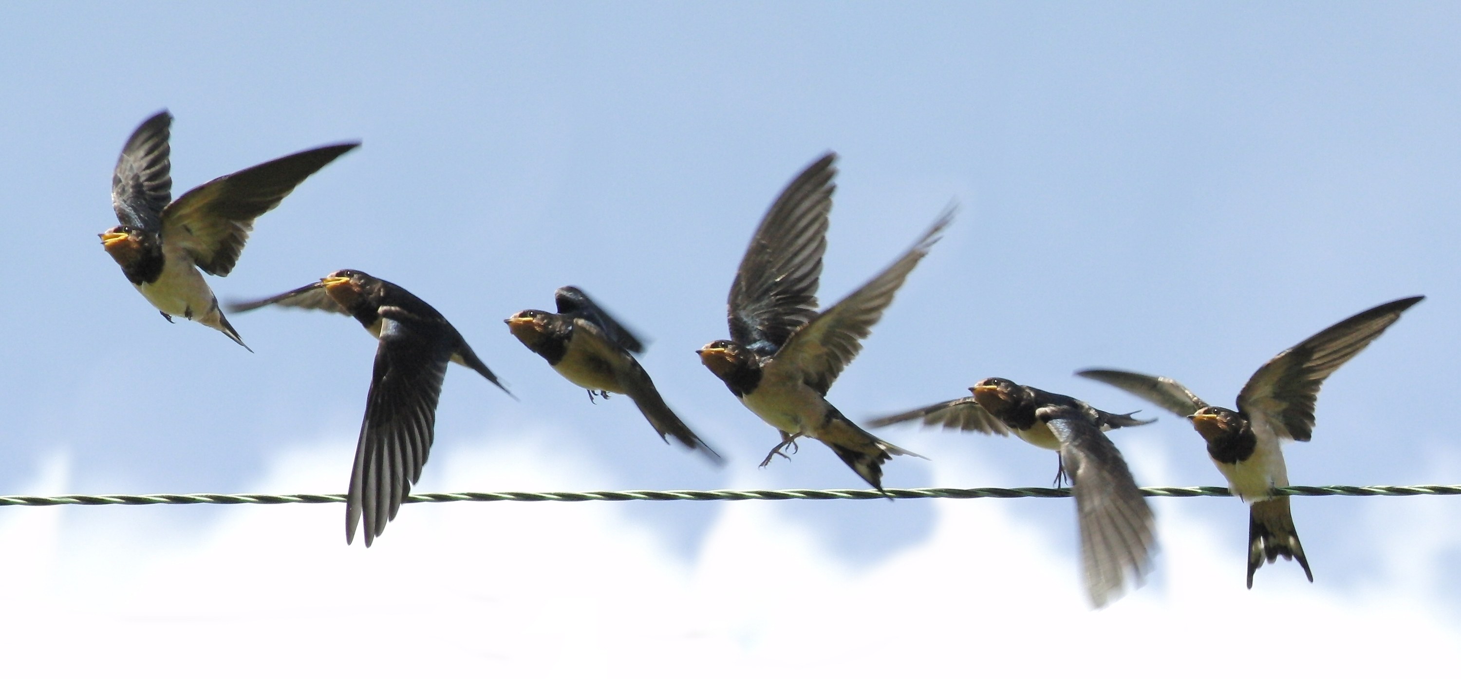 Anatomy Of Bird Flight Image Result For In Pinterest – Annahamilton.me