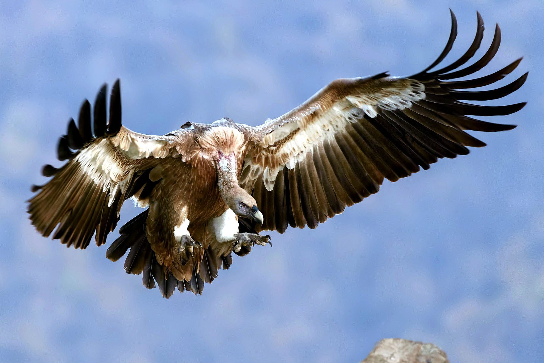 Free picture: vulture bird, flight