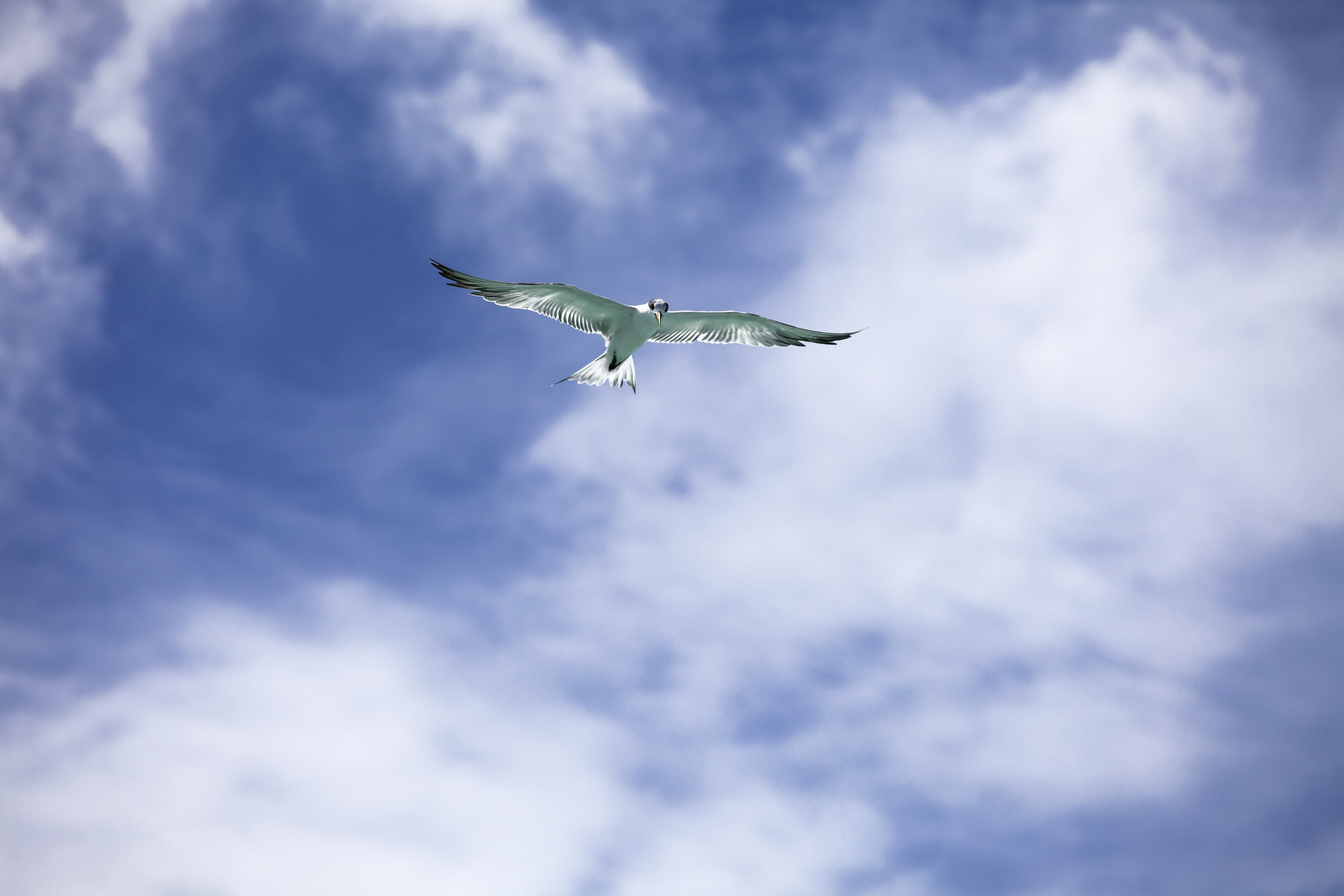 Самолет находящийся в полете преодолевает 85 метров. Птицы в небе. Полёт птиц. Парящая птица. Птица в полете.
