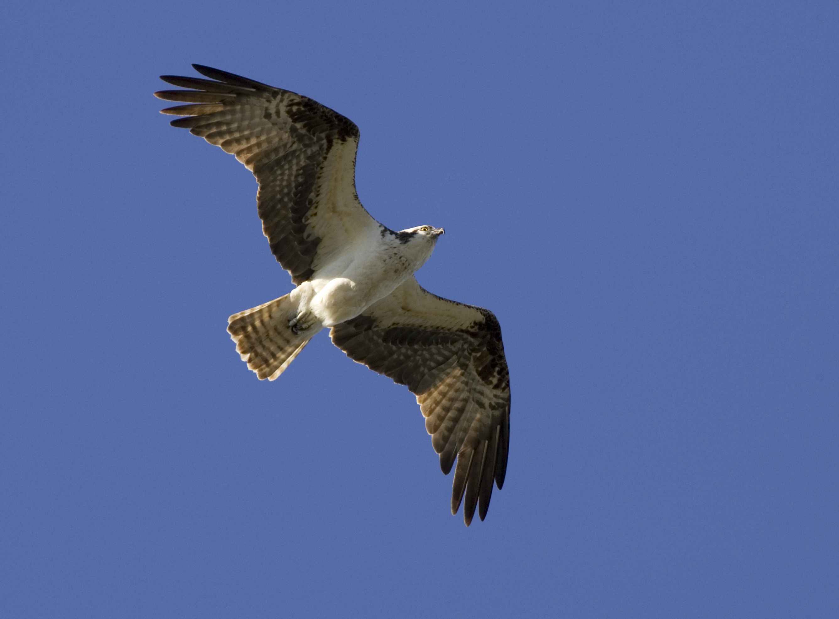 Free picture: osprey, bird, flight