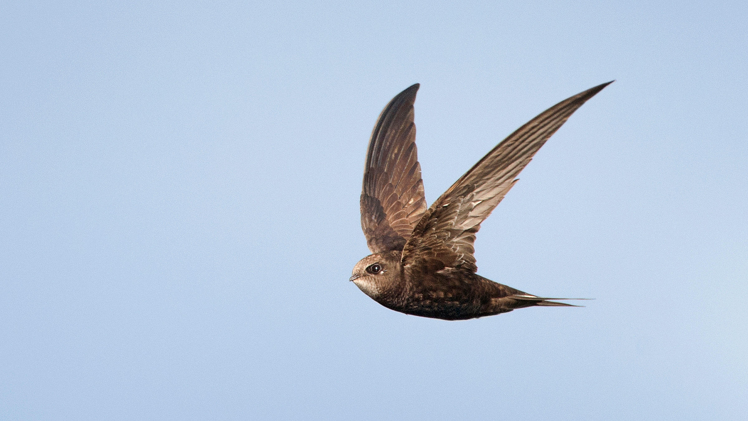 The Common Swift Is the New Record Holder for Longest Uninterrupted ...