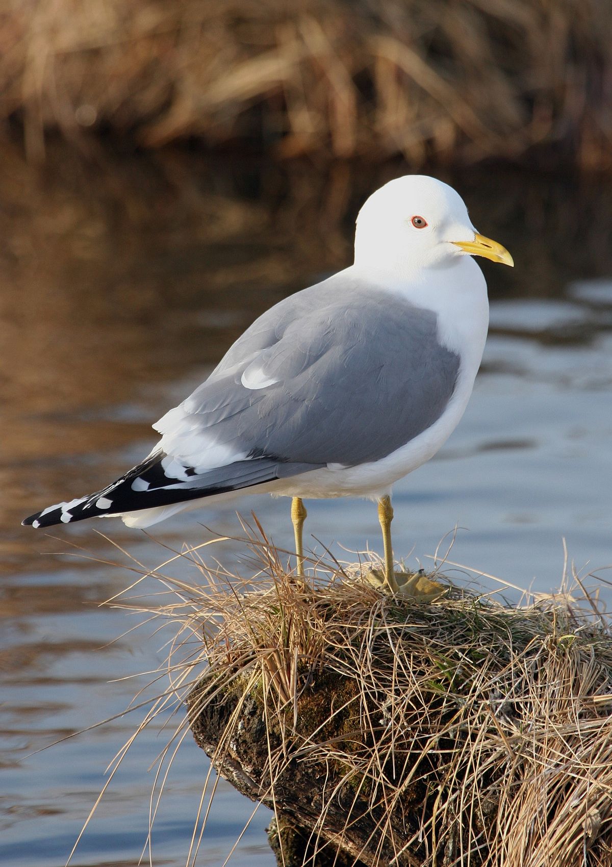 Common gull - Wikipedia