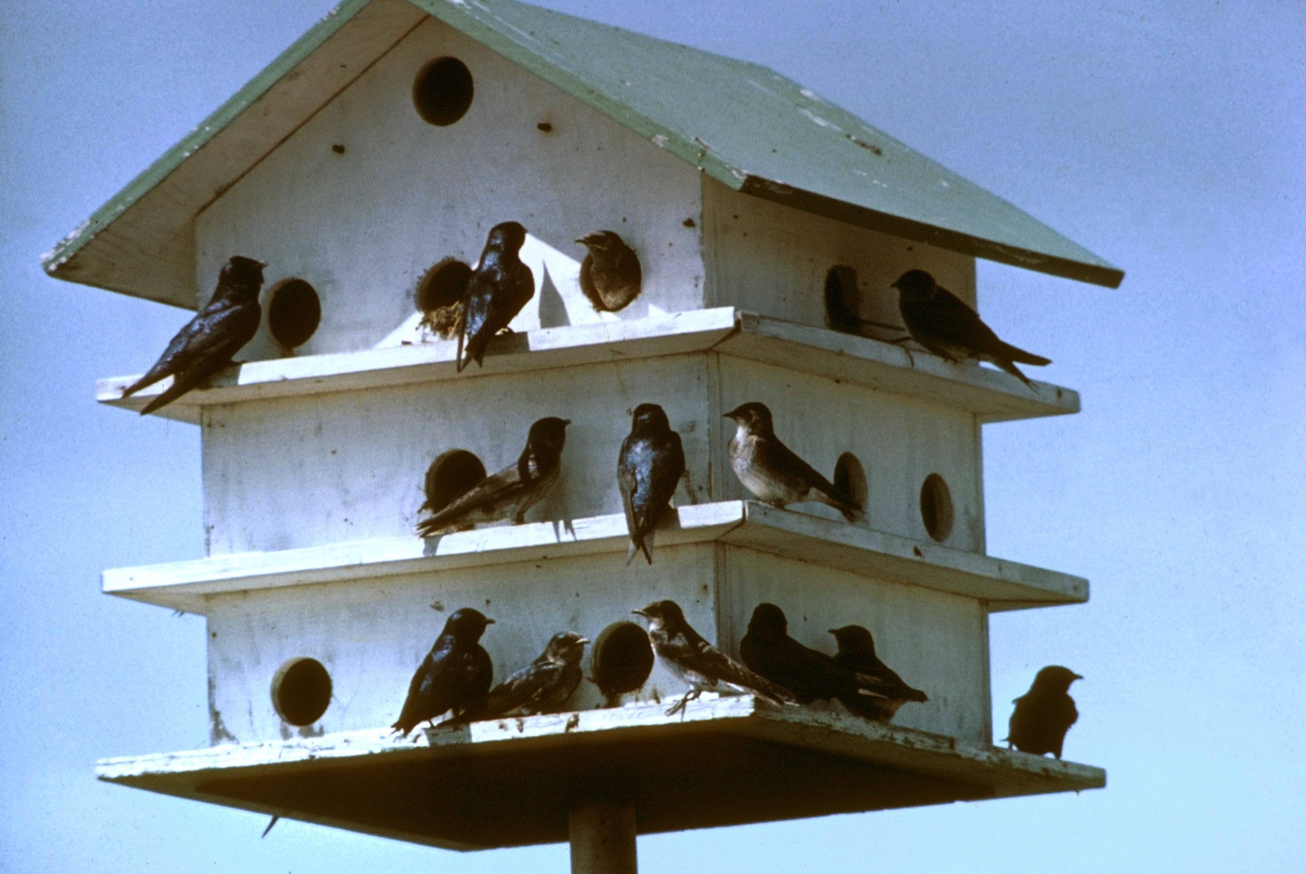 The birdhouse photo