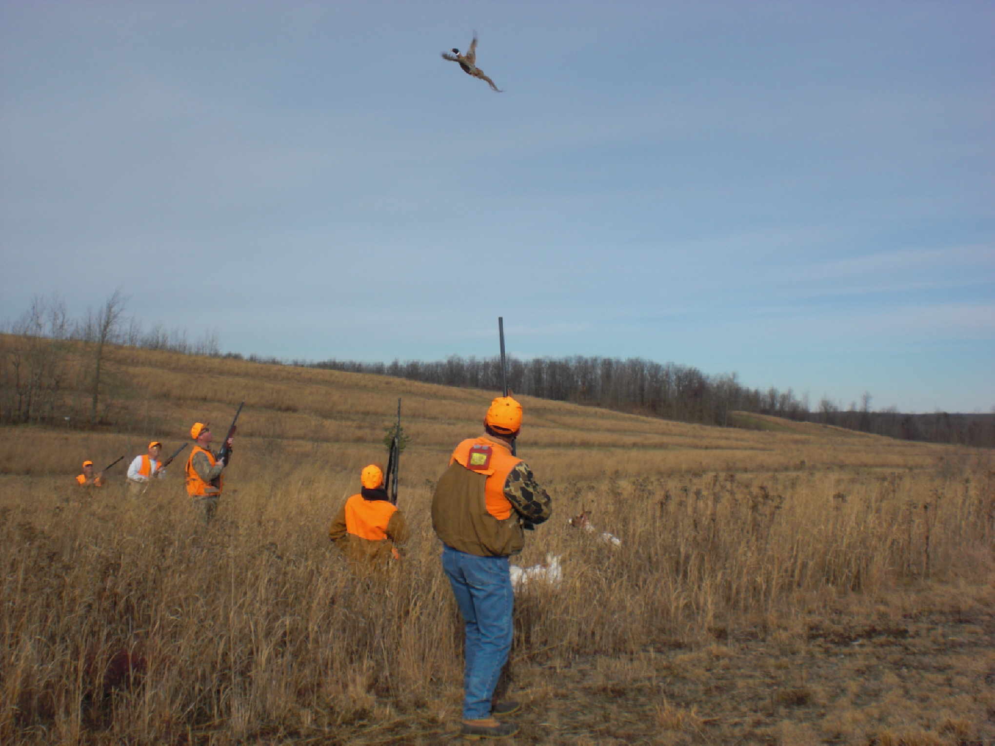 Upland Bird Hunting | Warriors Mark Wingshooting Lodge and Kennels