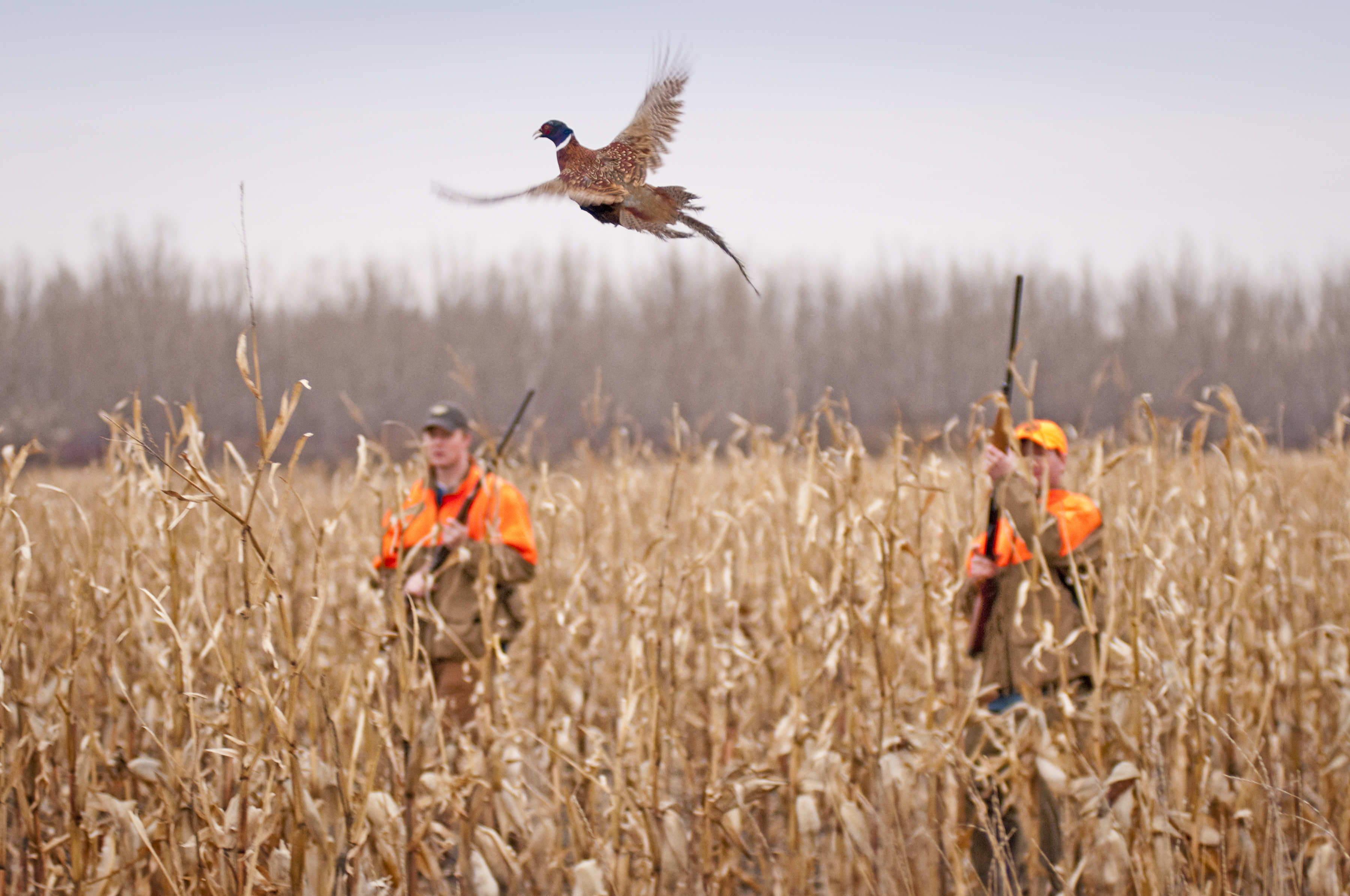 Bird hunting wallpaper