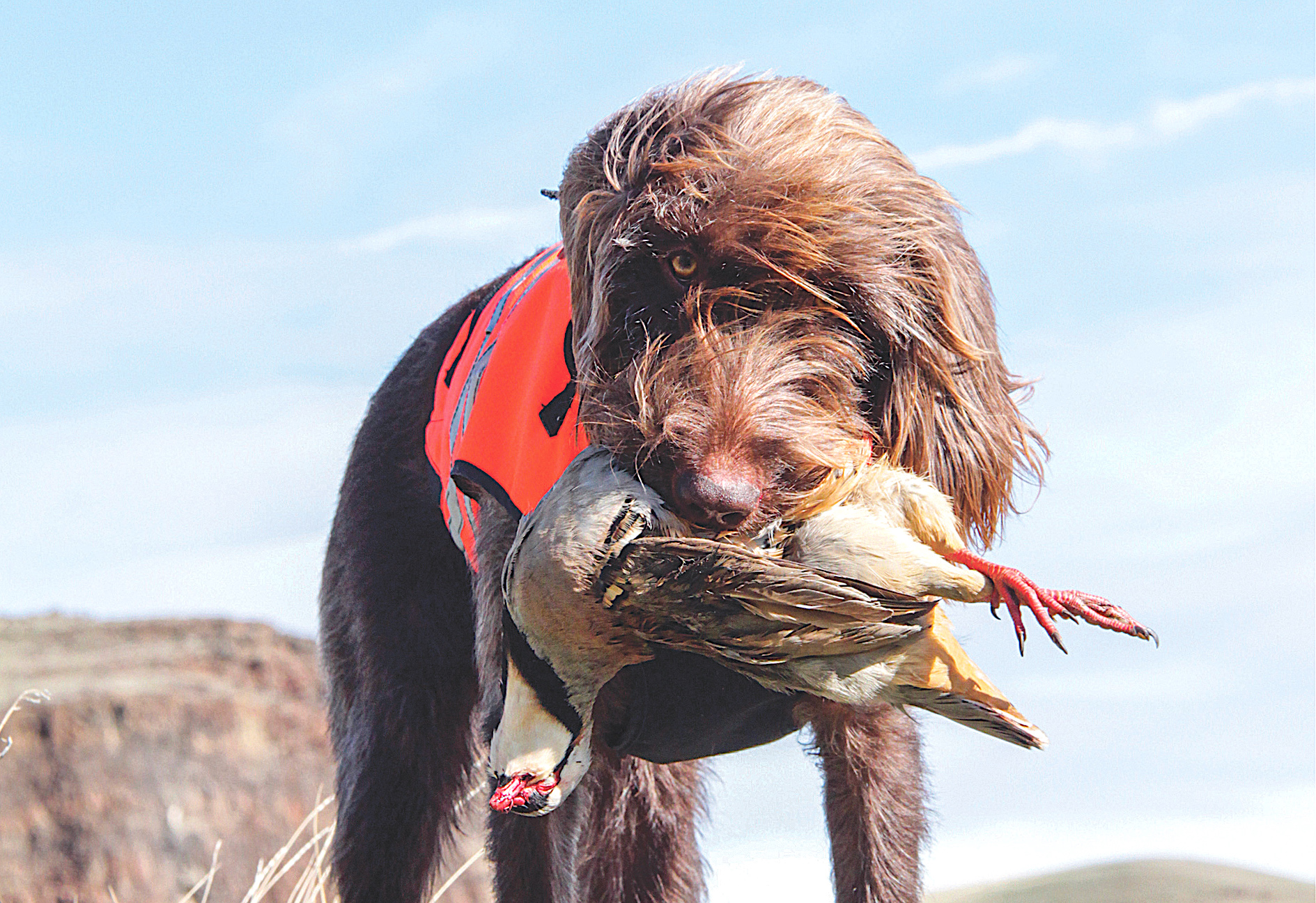 Tips for Prime Time Bird Hunting - Game & Fish