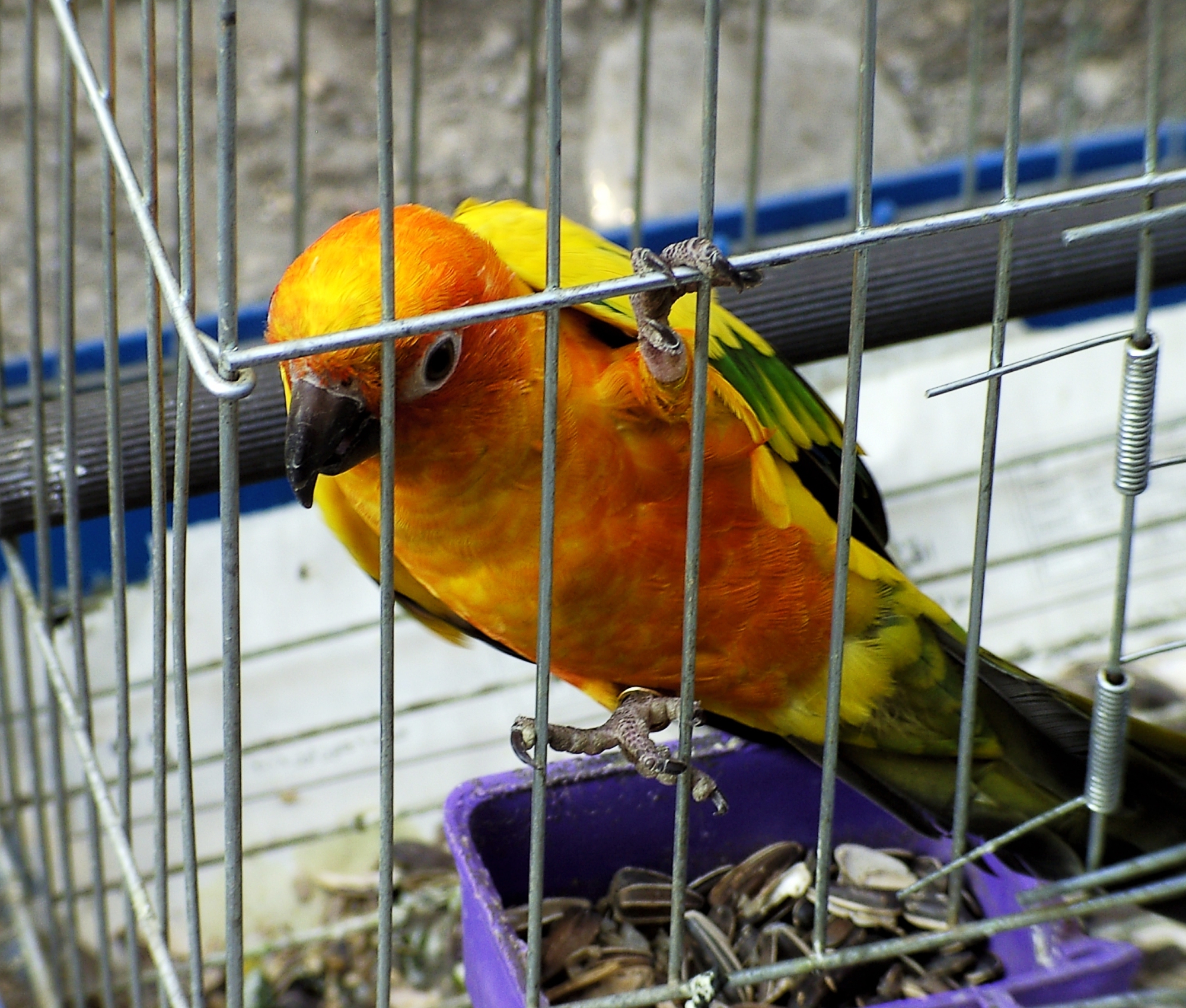 File:Bird in cage.jpg - Wikimedia Commons