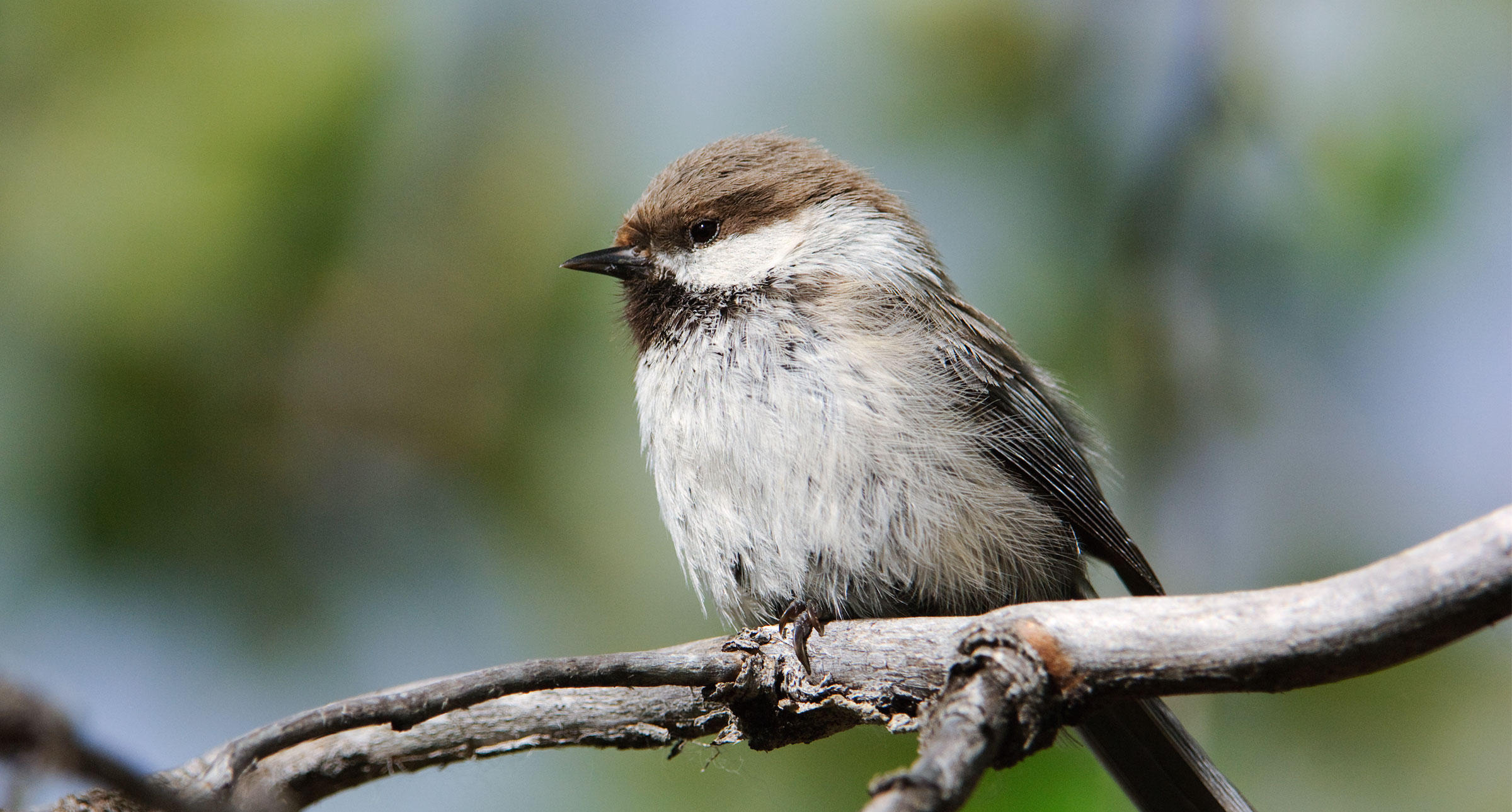 In Search of the Gray-headed Chickadee, the Most Mysterious Bird in ...